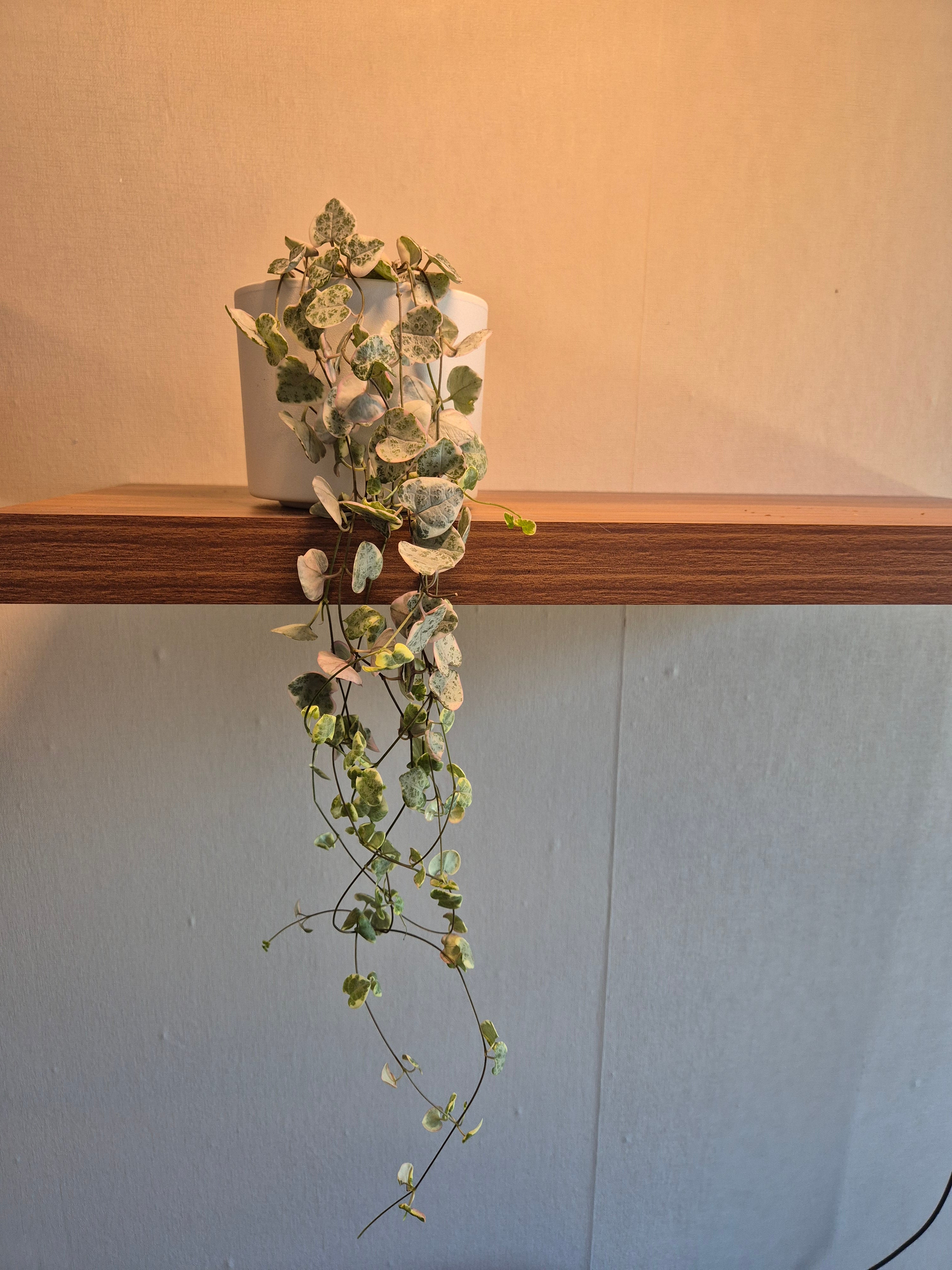 Ceropegia Woodii Variegata #1