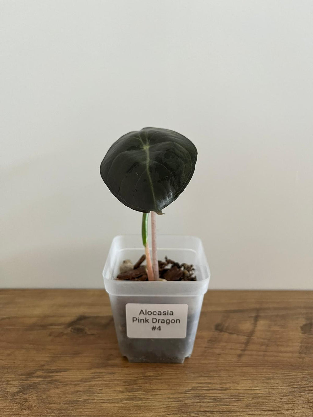 Alocasia Pink Dragon #4