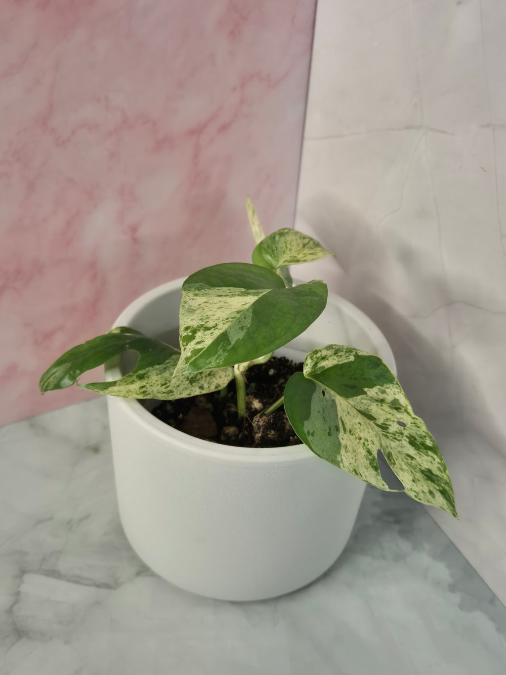 Epipremnum Pinnatum Marble King #2