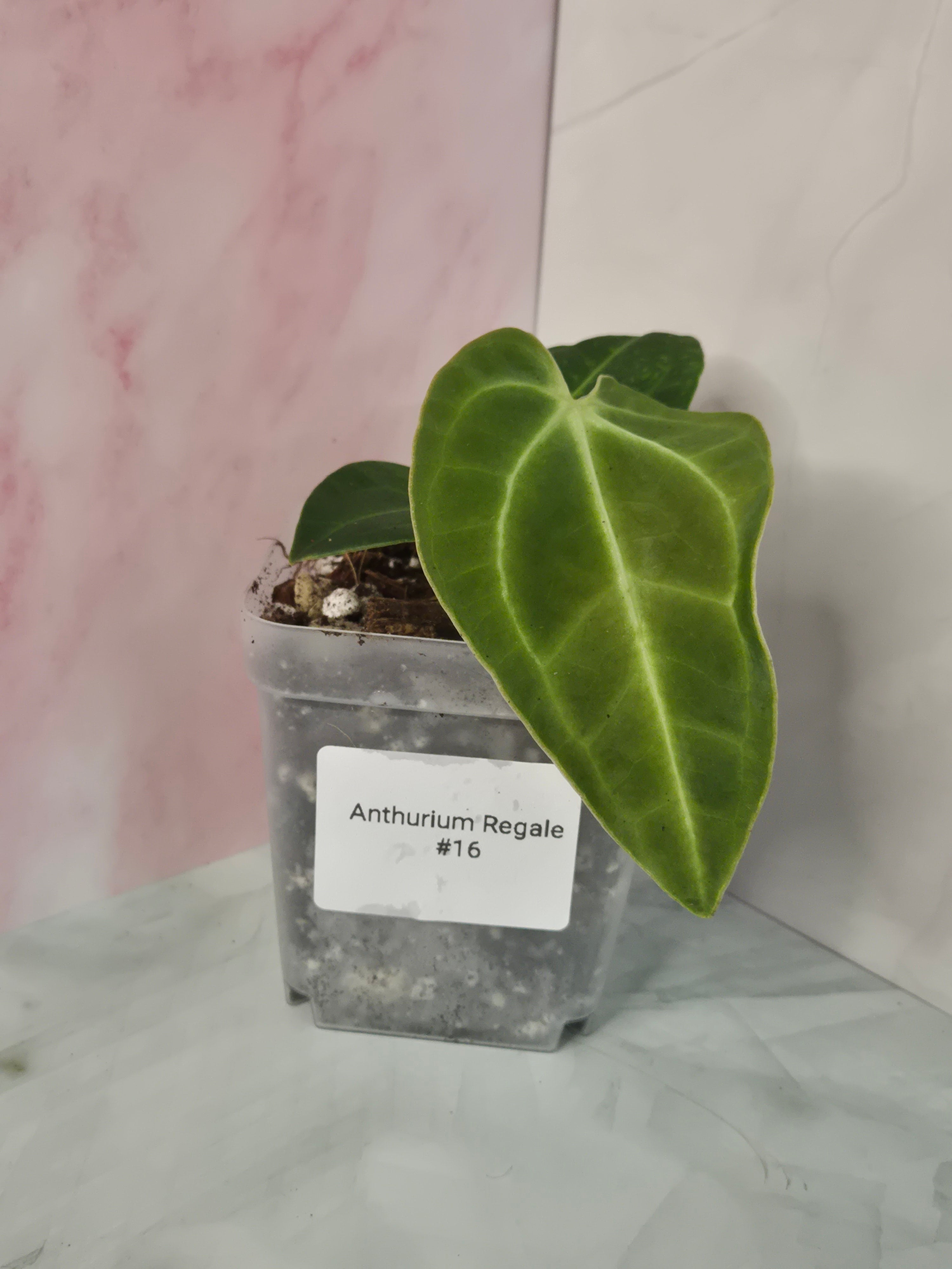 Anthurium Regale #16