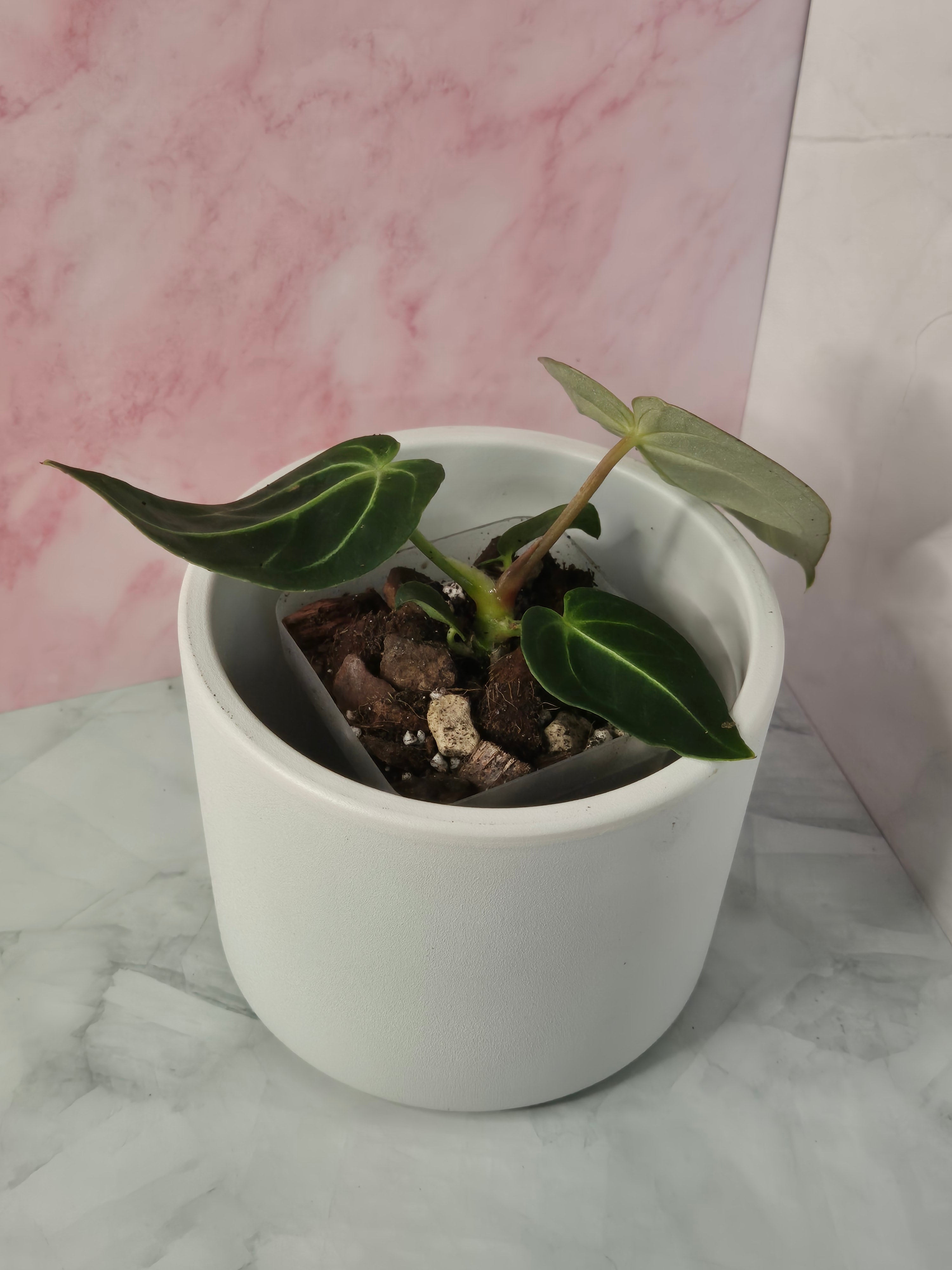 Anthurium Regale #18