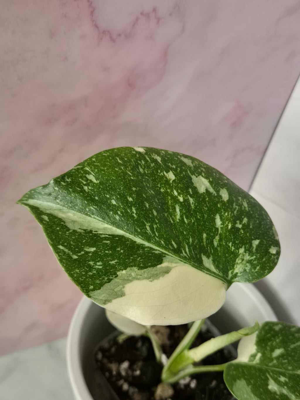 Monstera Thai Constellation #25