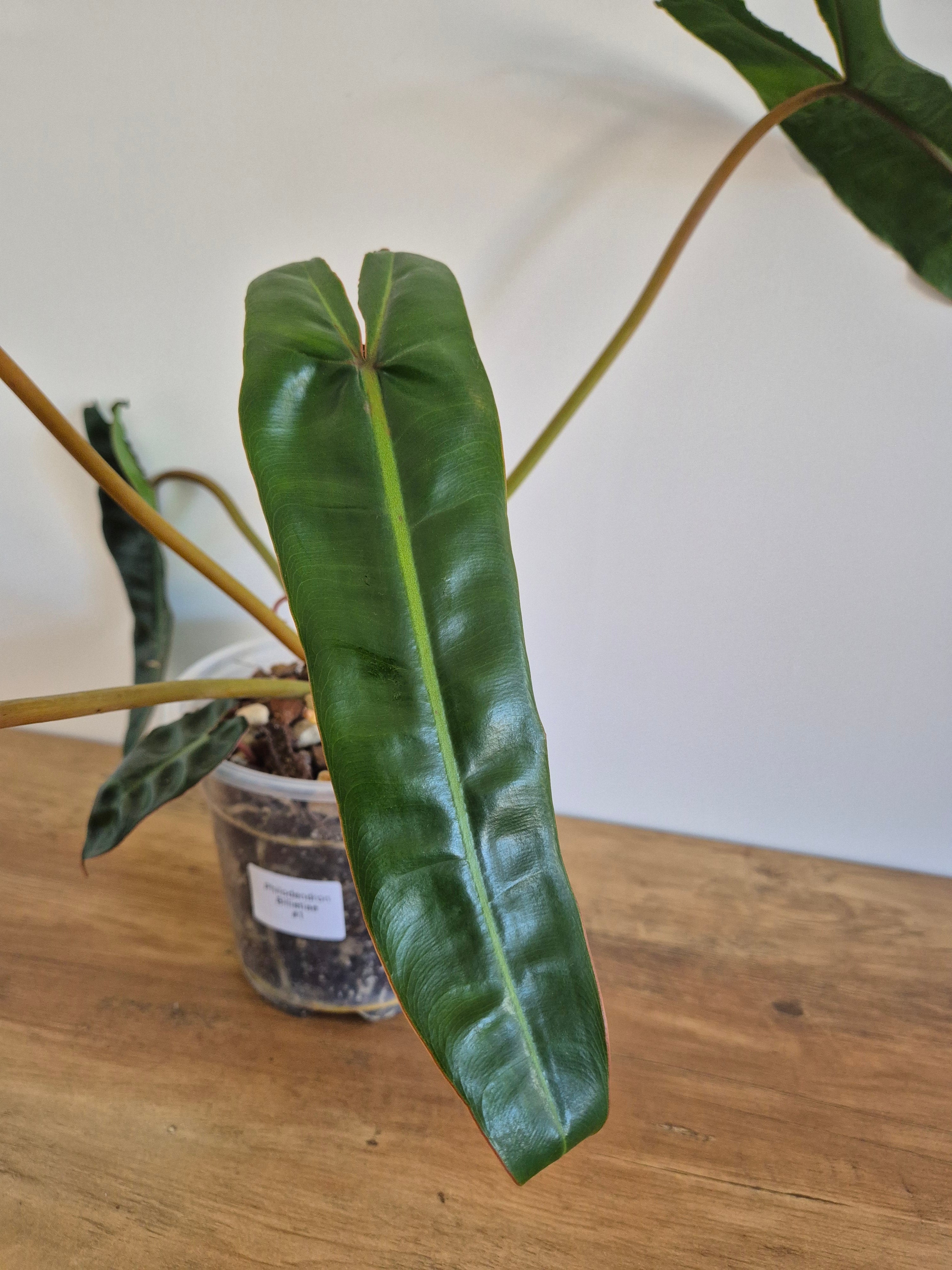 Philodendron Billietiae #1