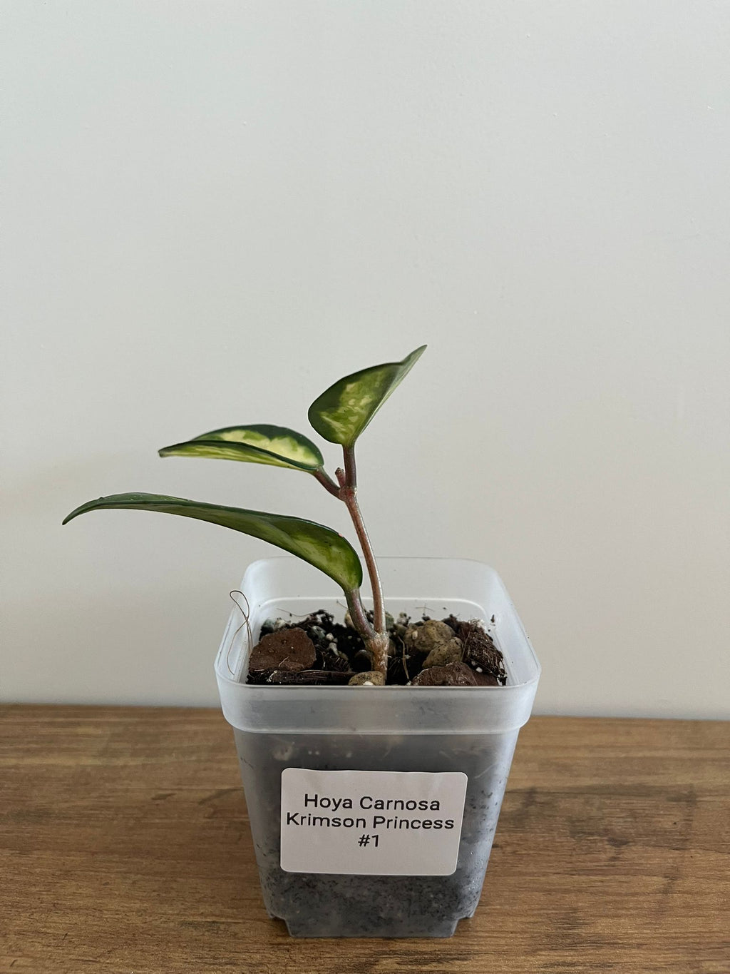 Hoya Carnosa Krimson Princess #1