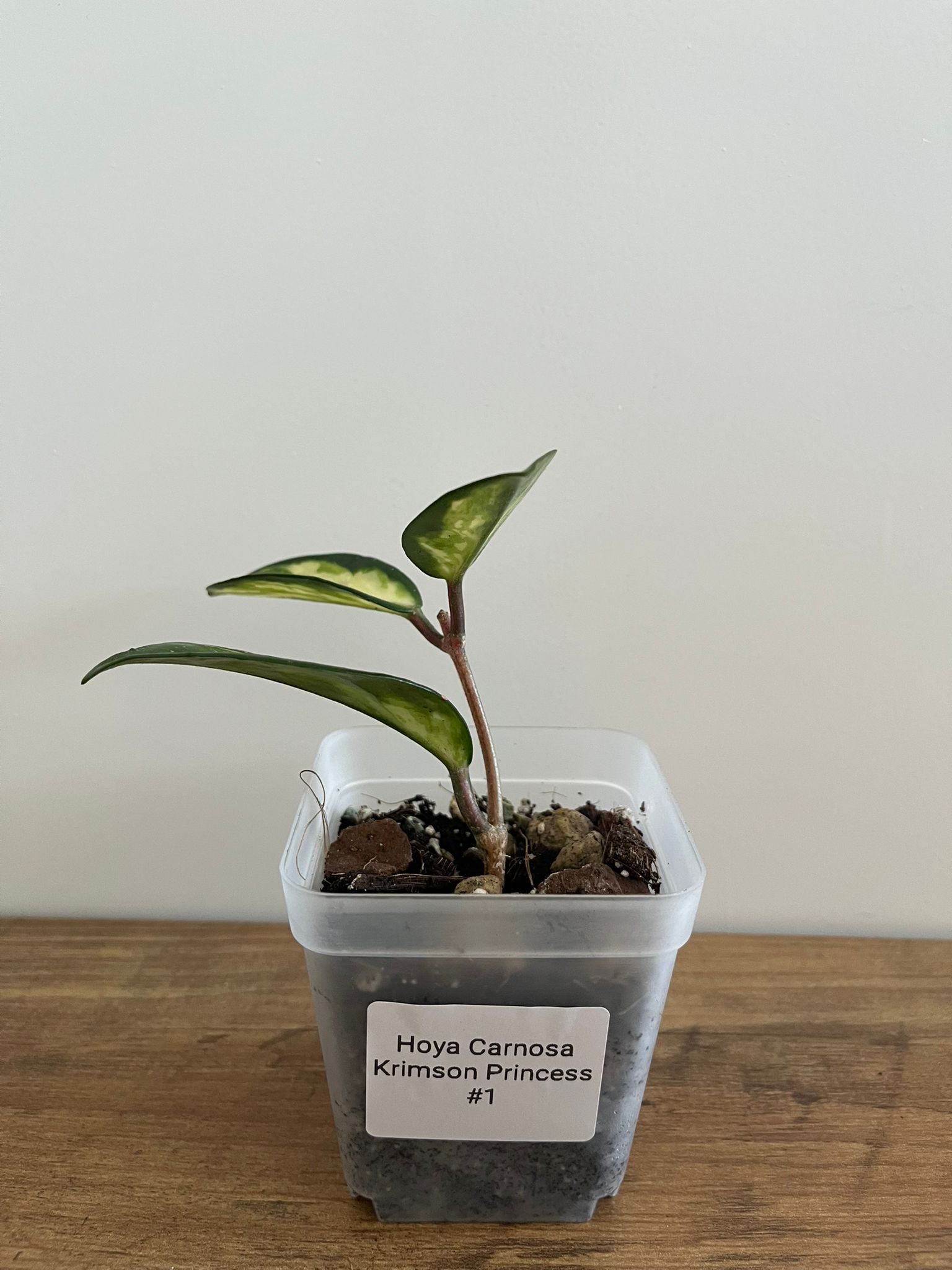Hoya Carnosa Krimson Princess #1
