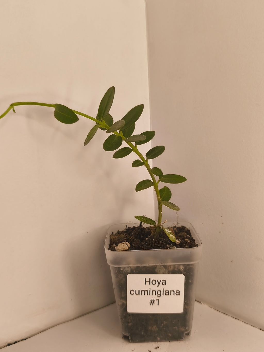 Hoya Cumingiana #1