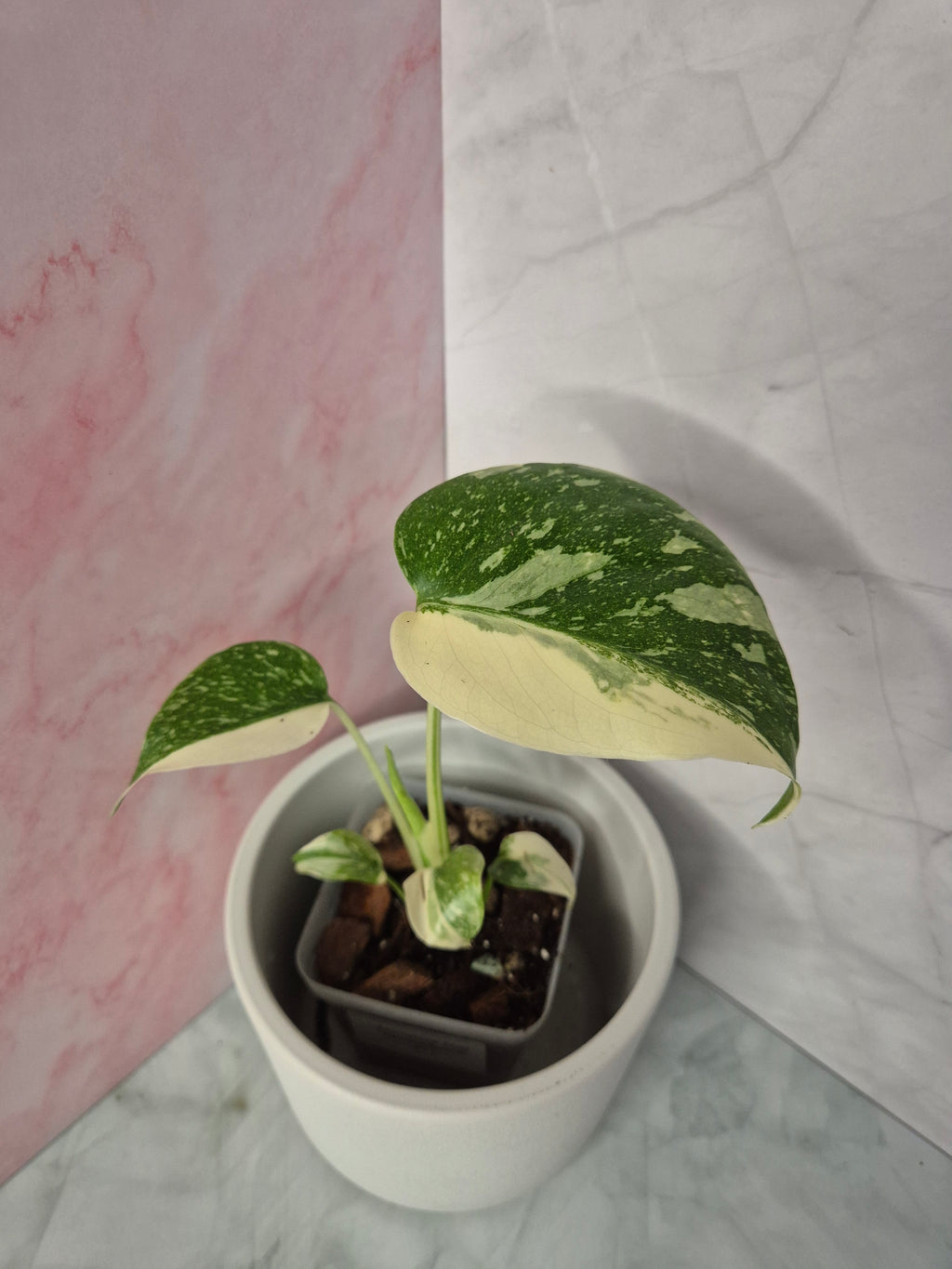 Monstera Thai Constellation #11