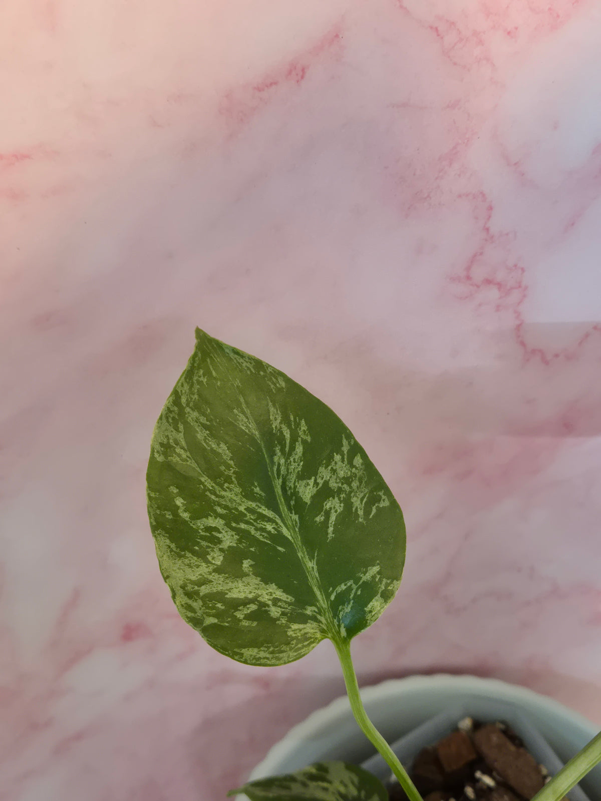 Monstera Deliciosa Bulbasaur #3