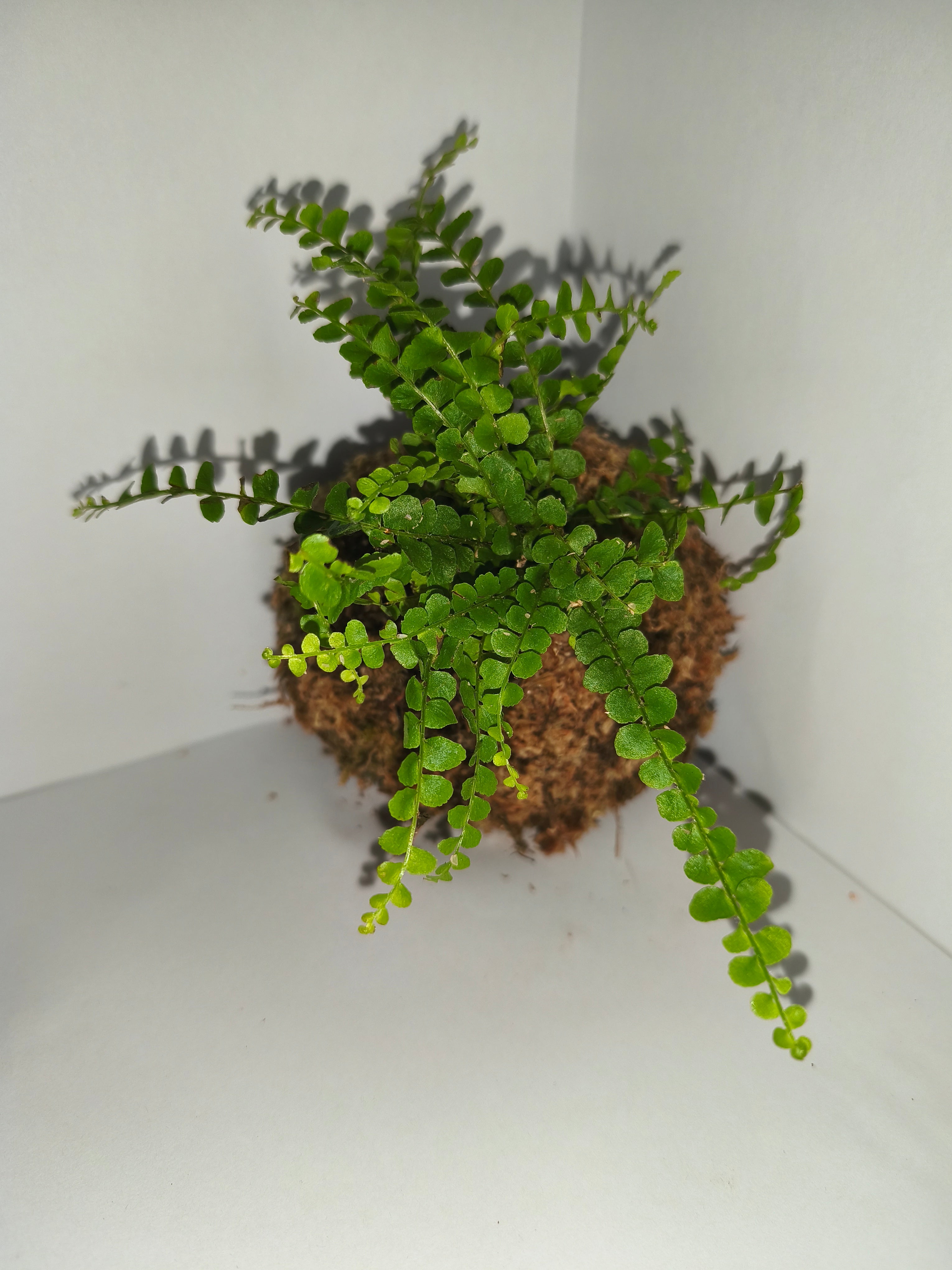 Kokedama #5