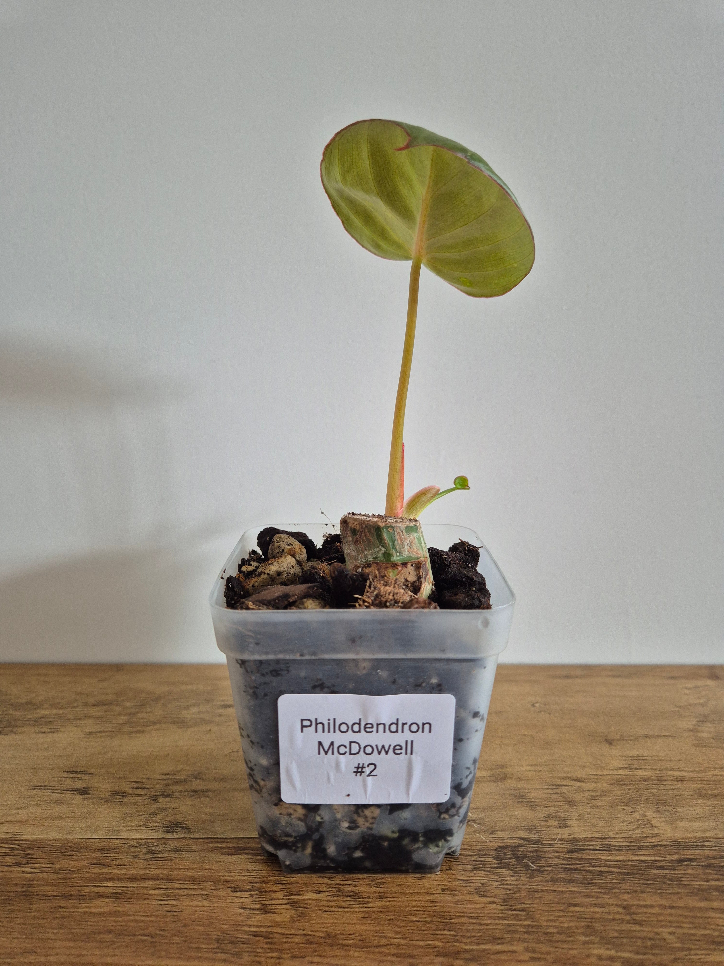 Philodendron McDowell #2