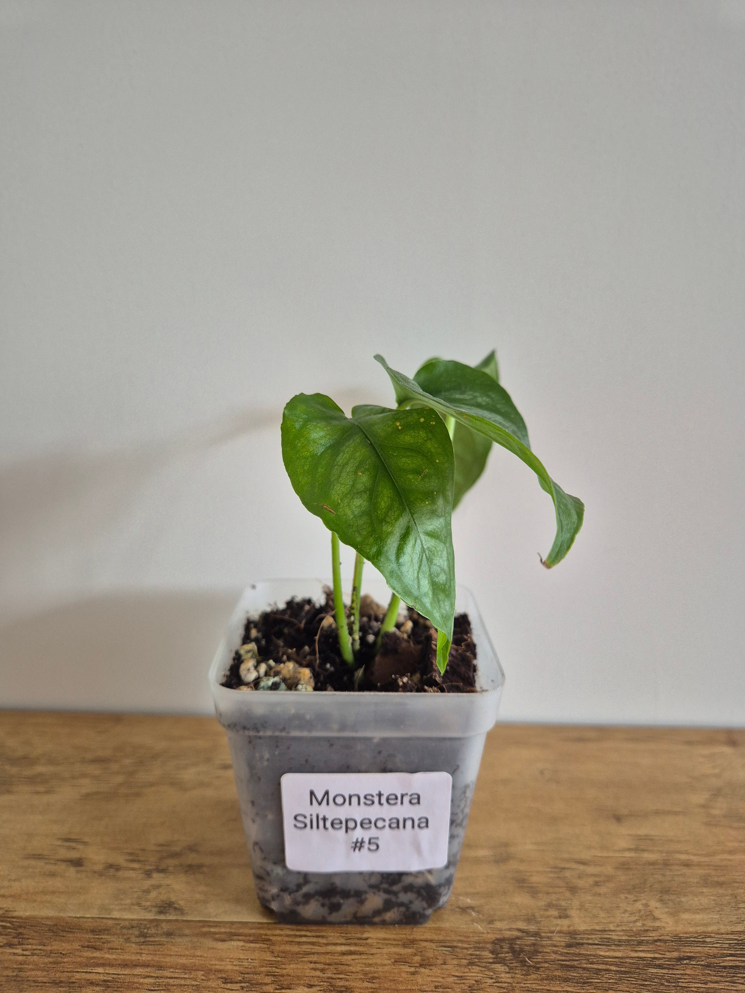 Monstera Siltepecana #5