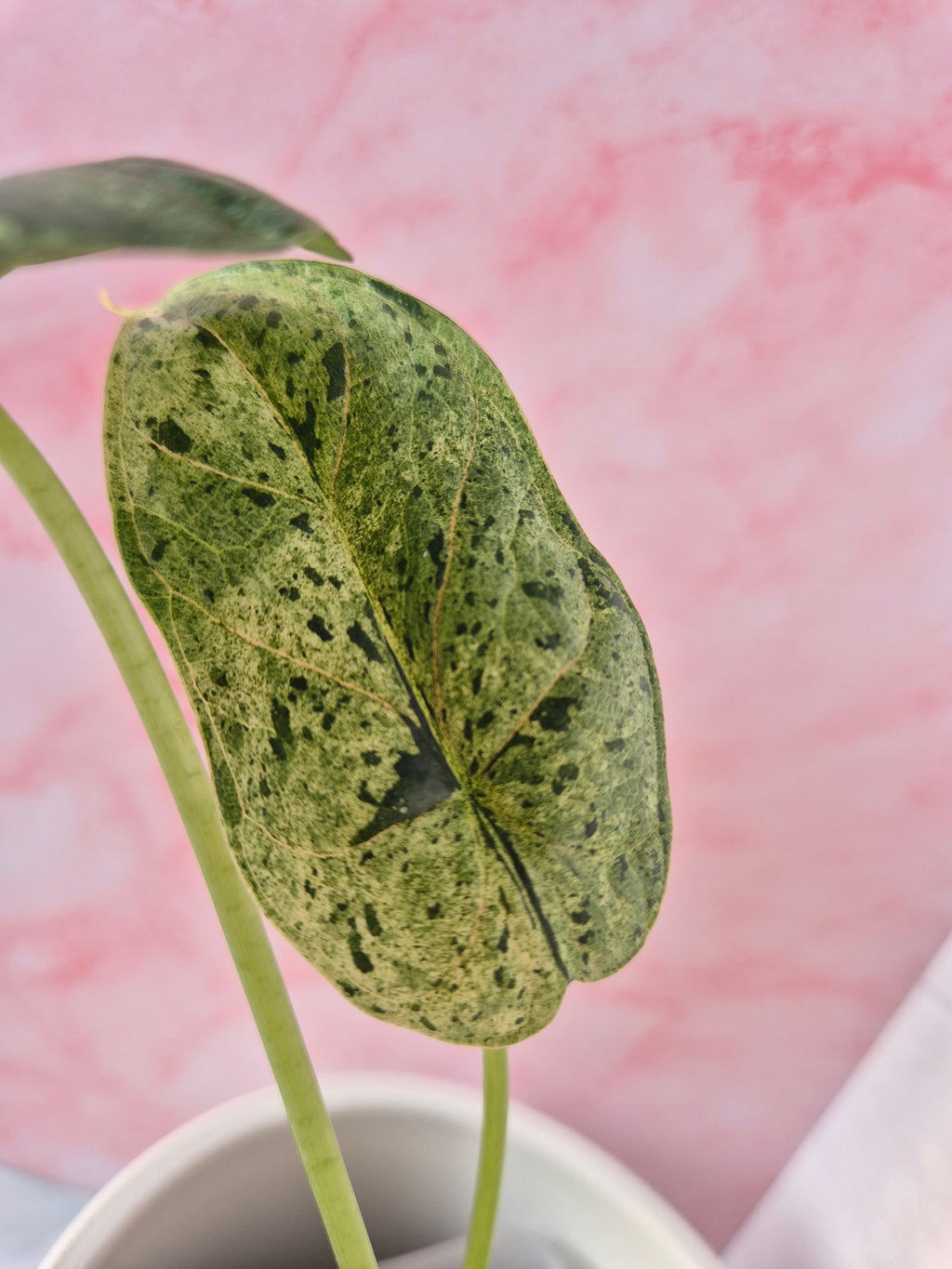 Alocasia Dragon Scale mint #1