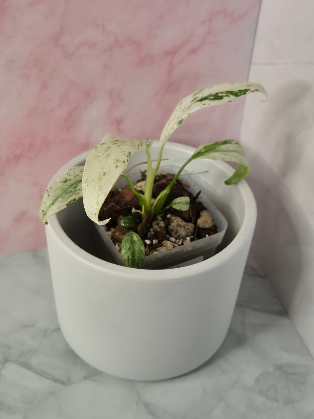 Rhaphidophora Puberula Variegata #19