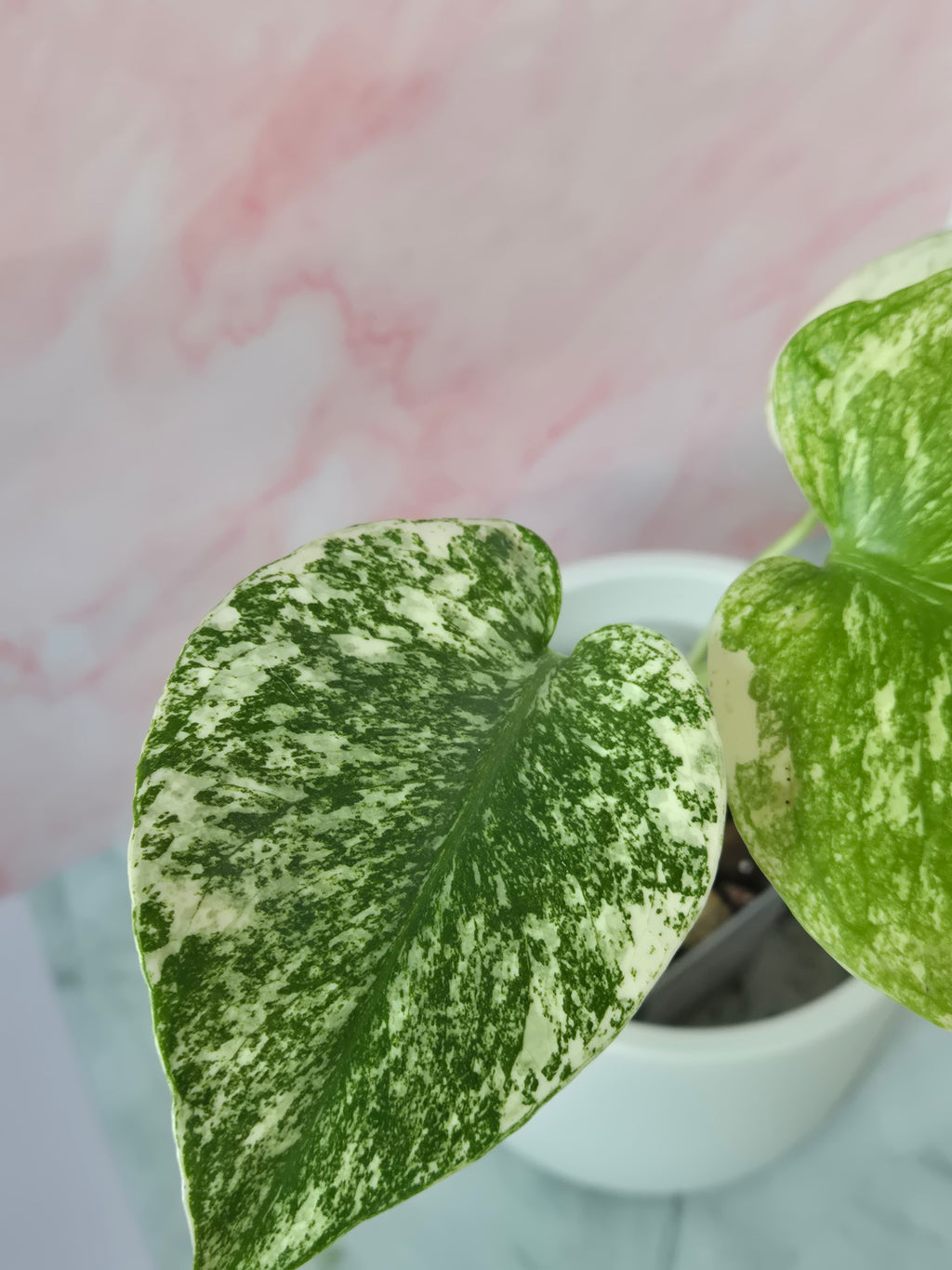 Monstera mint #1