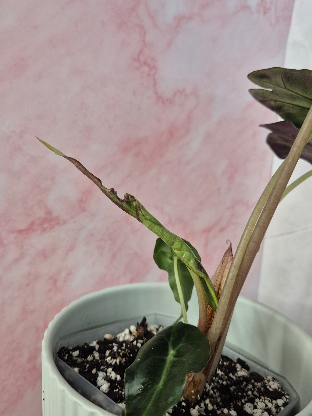 Alocasia Venom #5