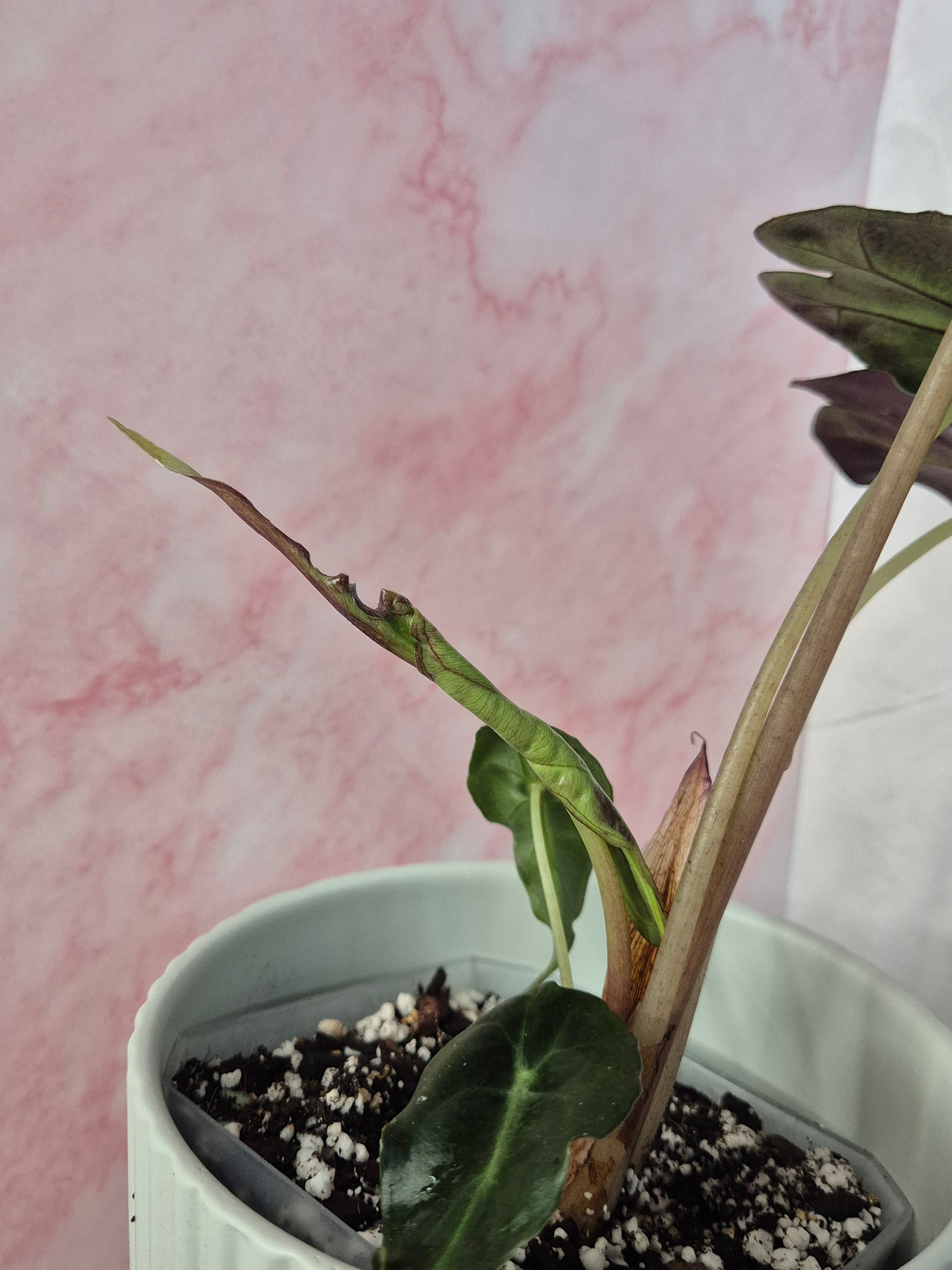 Alocasia Venom #5