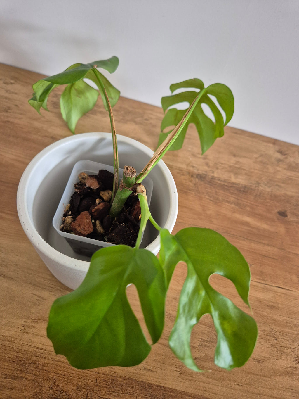 Monstera Minima #3 (Rhaphidophora Tetrasperma)