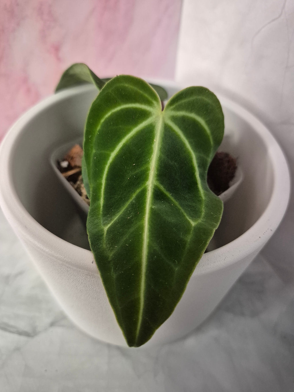 Anthurium Regale #6
