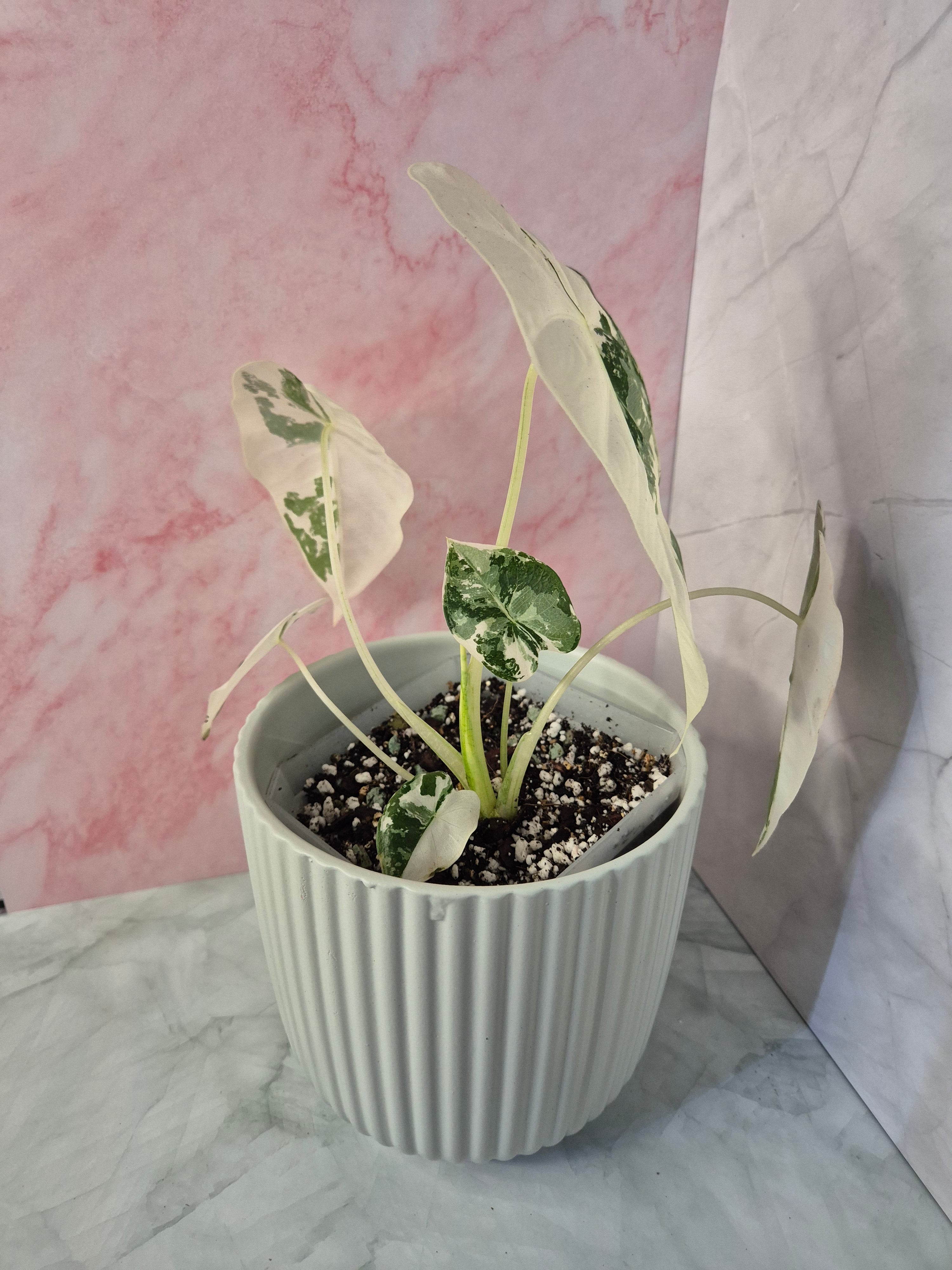 Alocasia Micholitziana Frydek Variegated #4