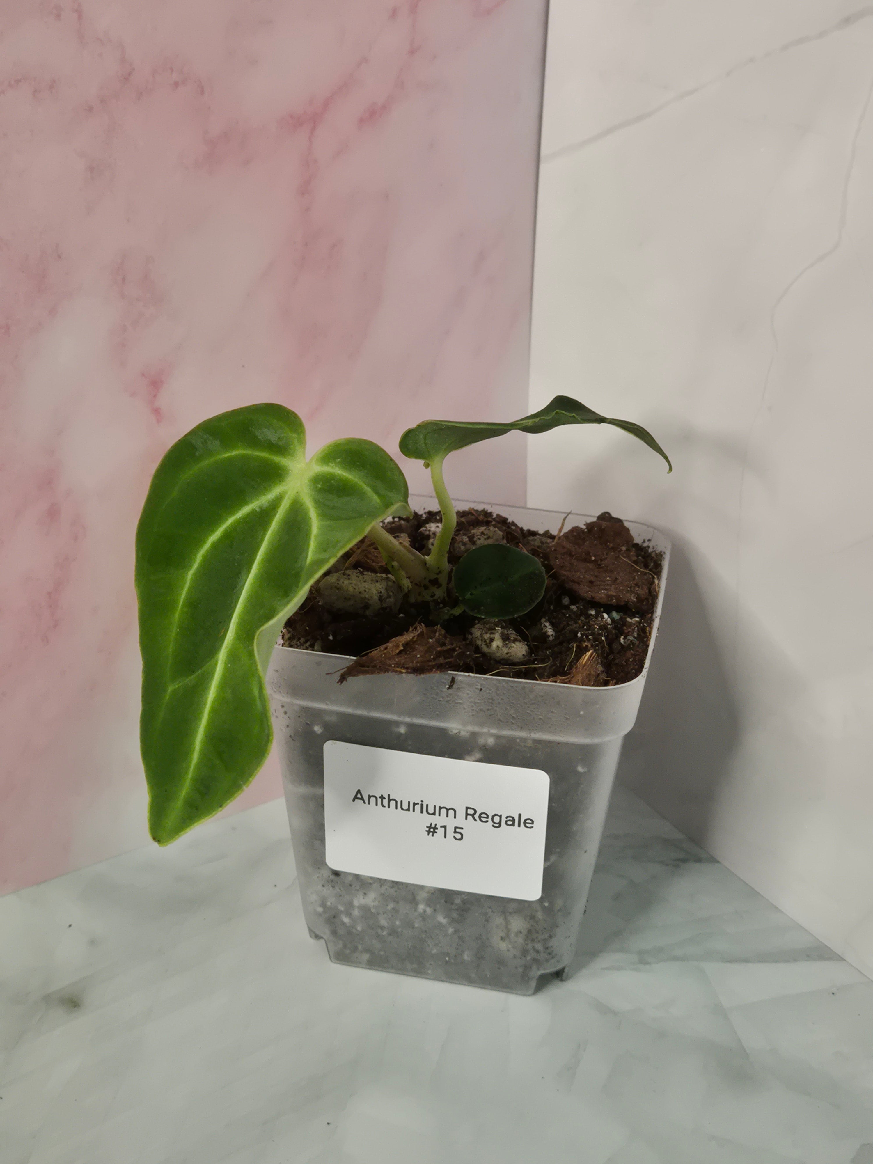 Anthurium Regale #15