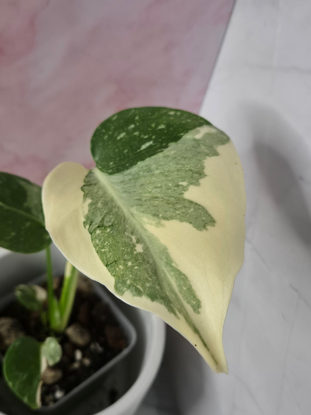 Monstera Thai Constellation #22