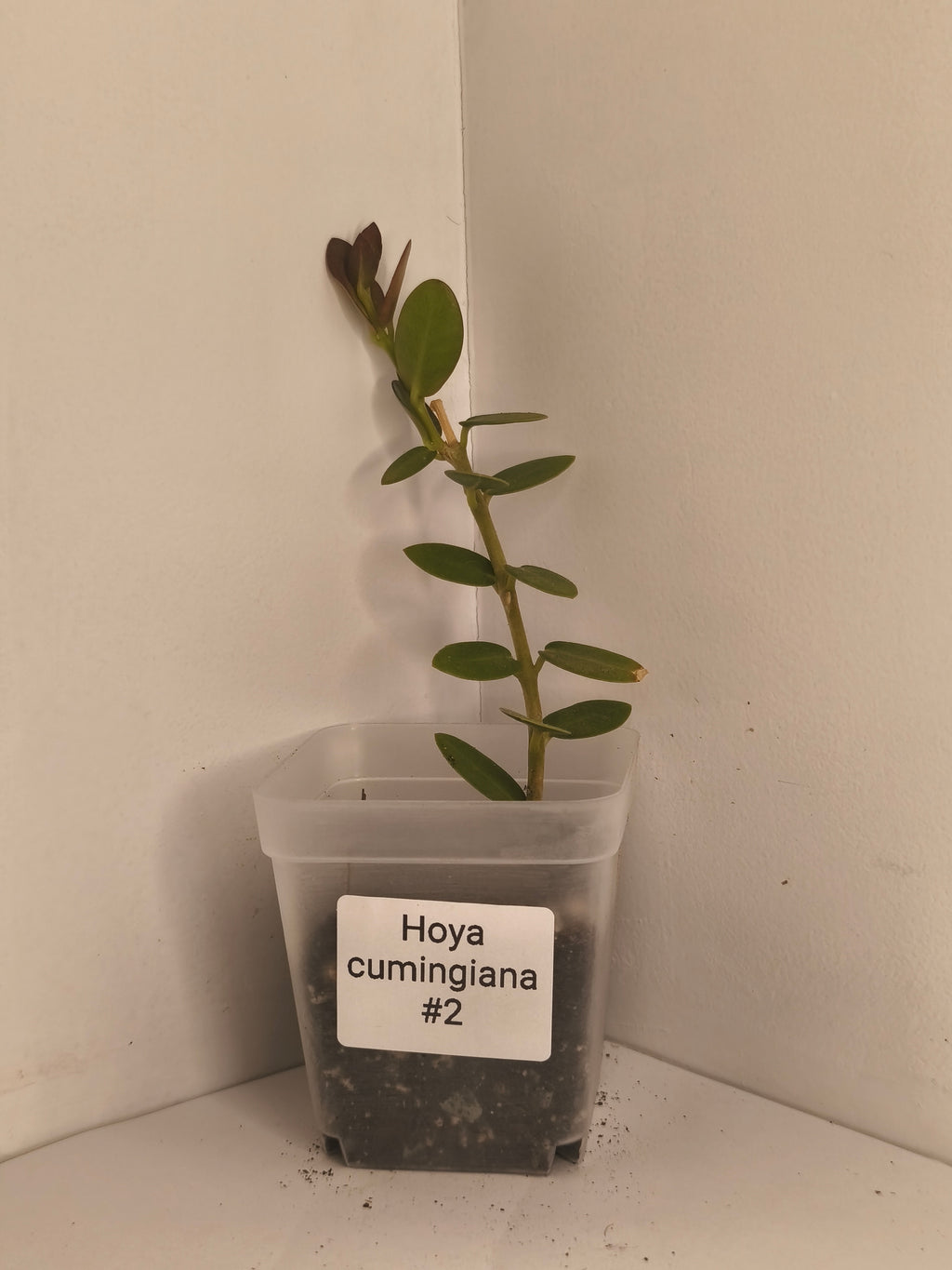 Hoya Cumingiana #2