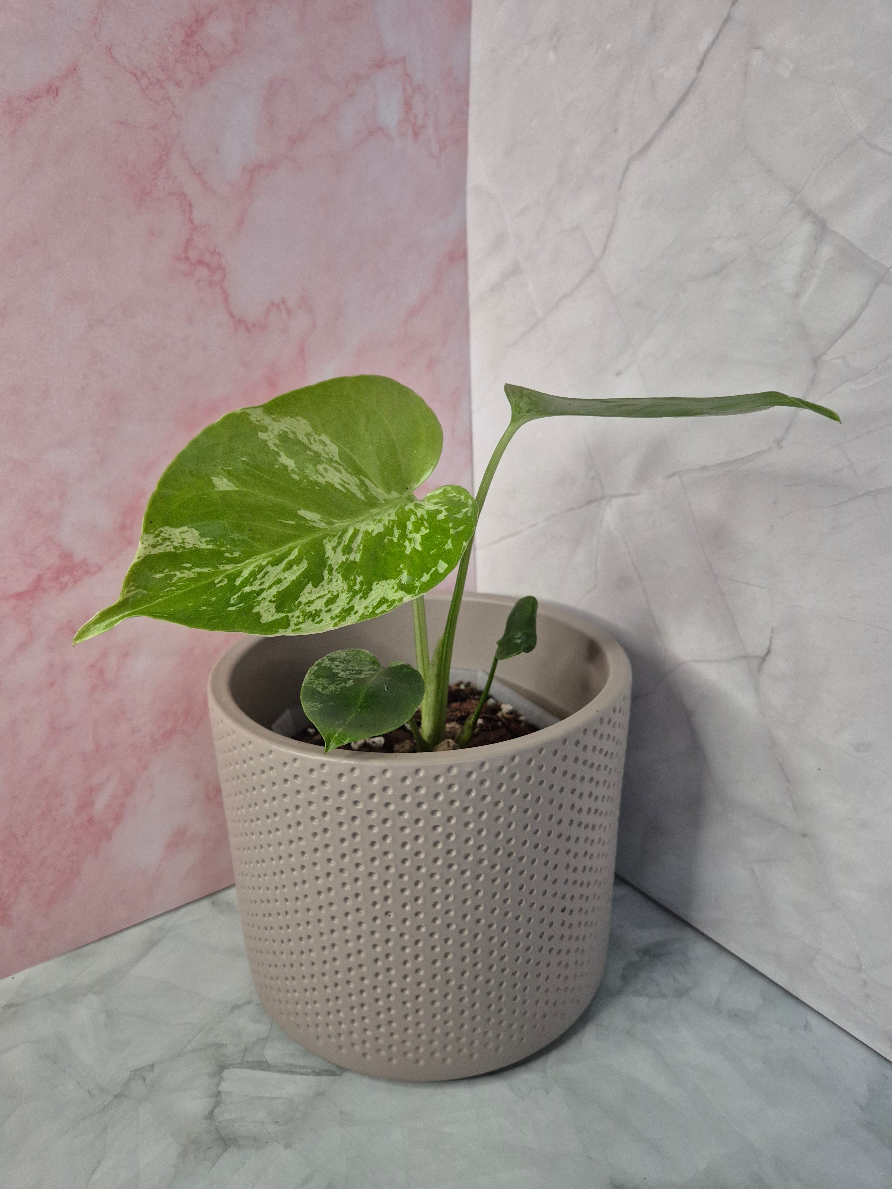 Monstera Deliciosa Bulbasaur #2