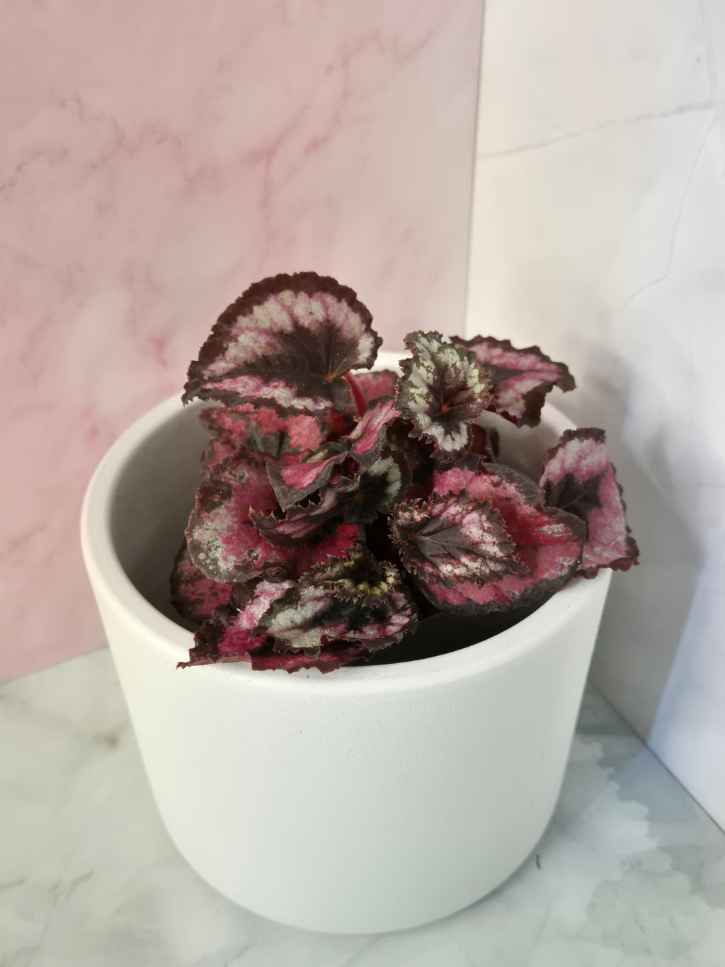 Begonia Red Heart #10