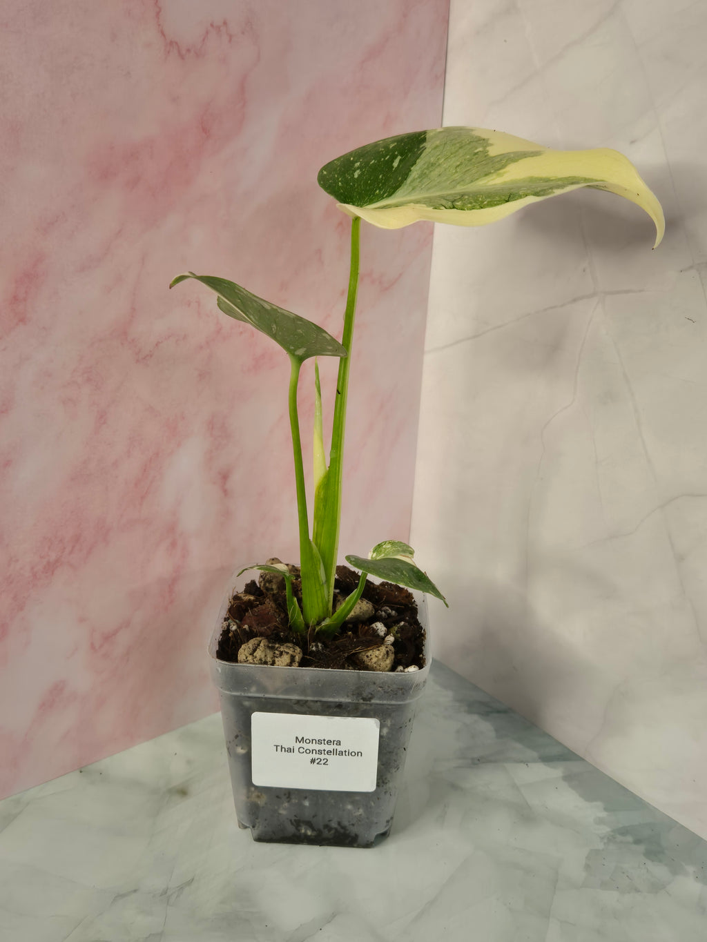 Monstera Thai Constellation #22