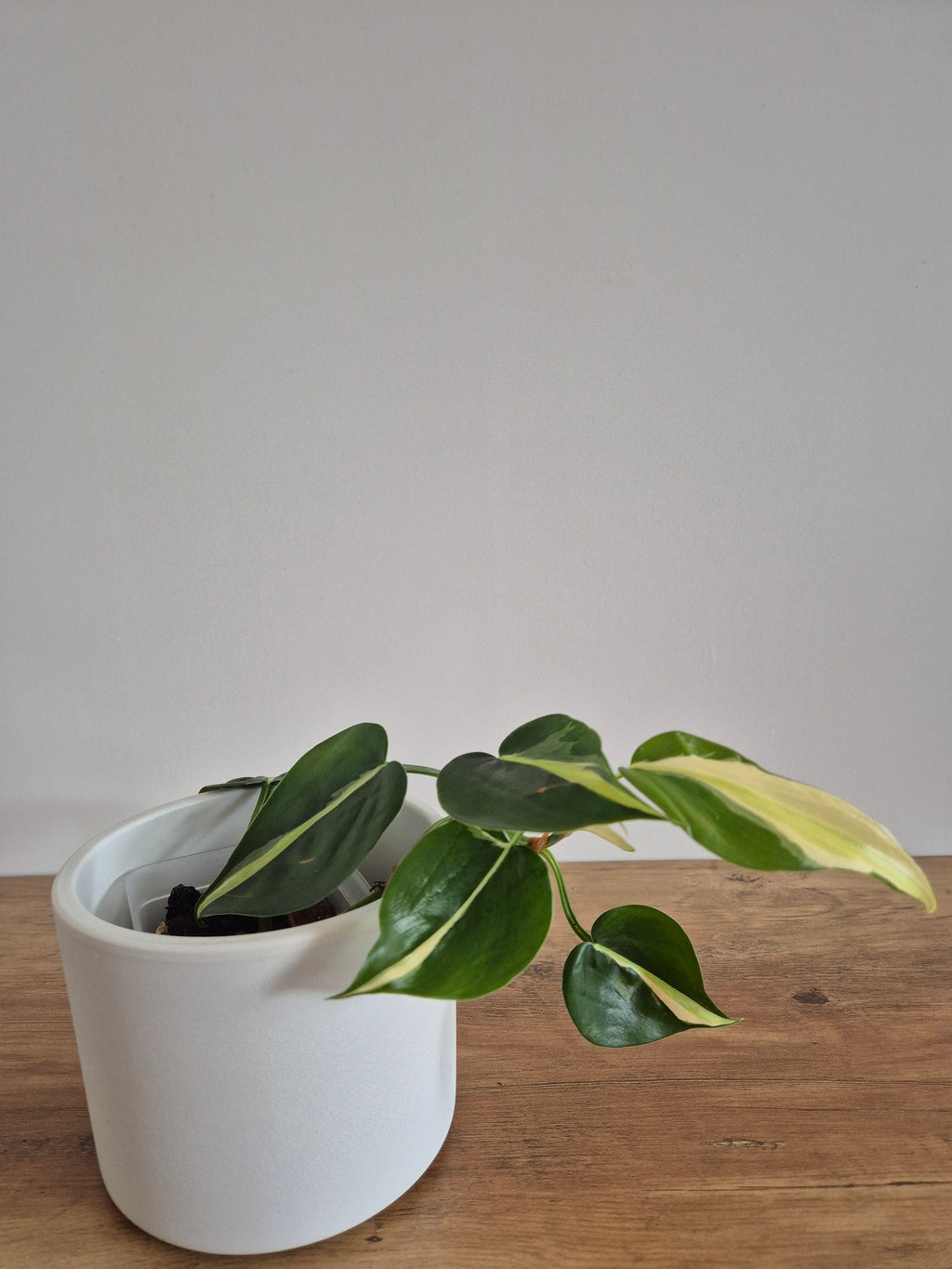 Philodendron Brasil Silver Stripe #4