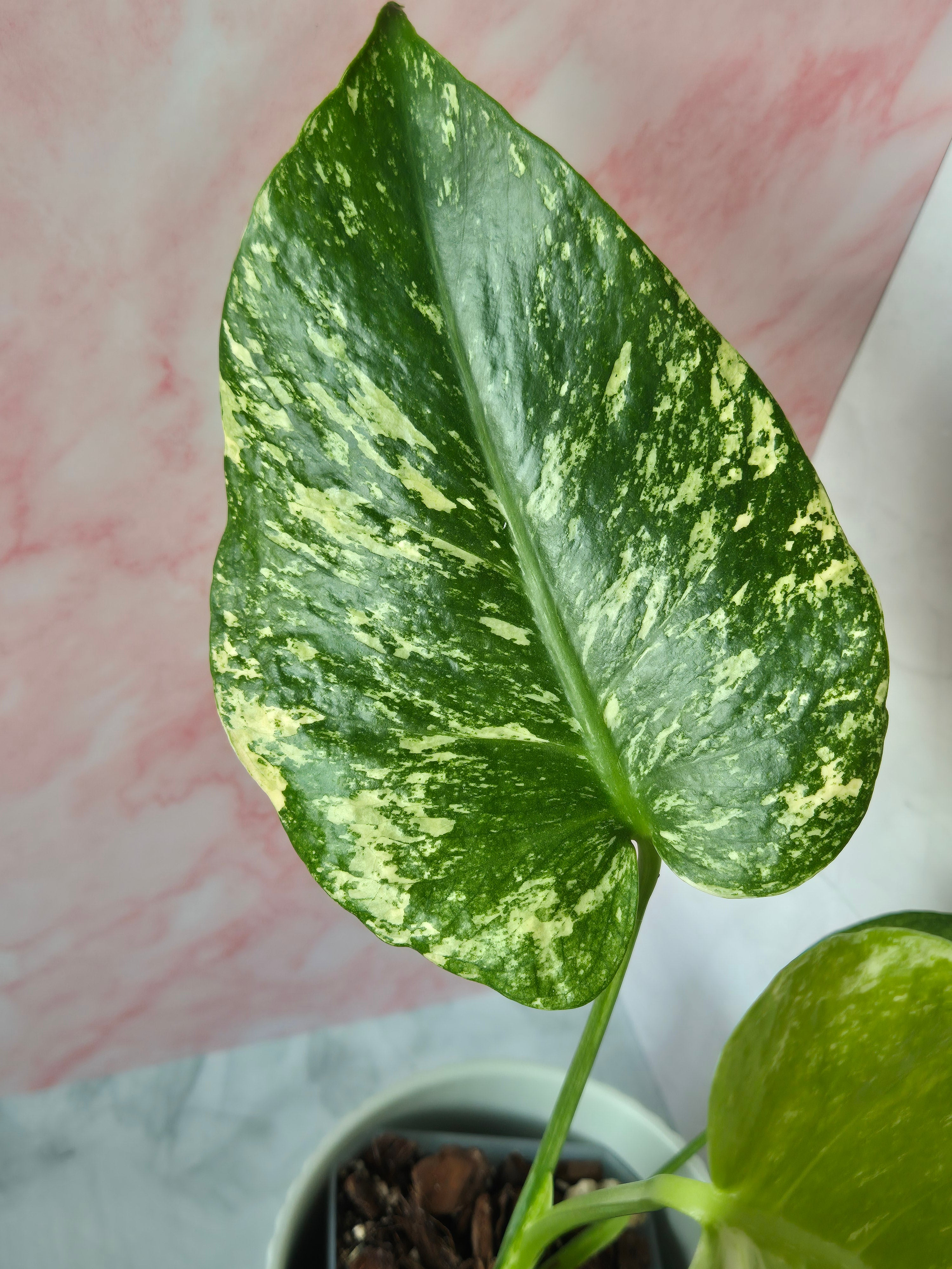 Monstera Mint #2
