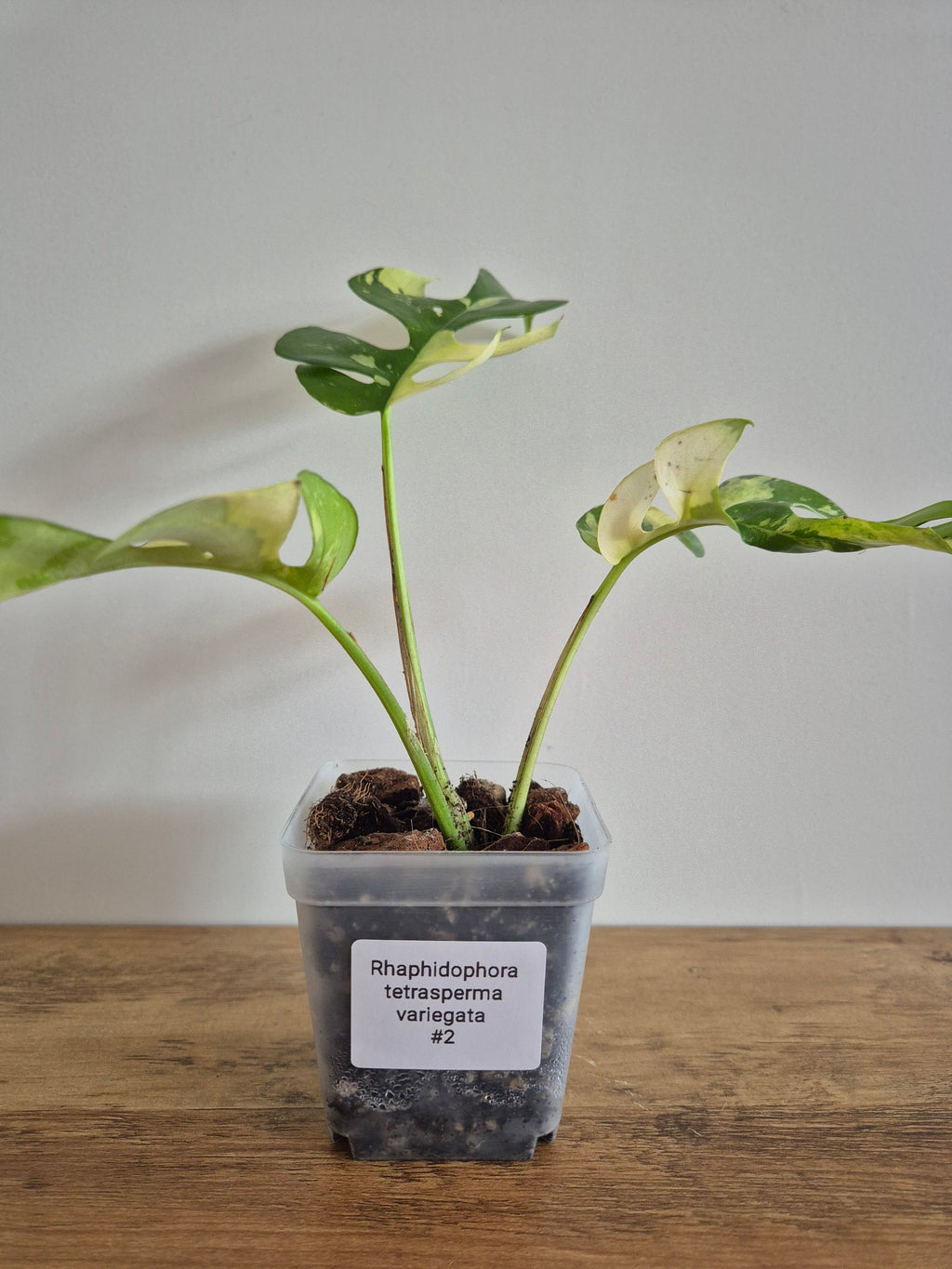 Monstera Minima Variegated #2 (Rhaphidophora Tetrasperma variegated)