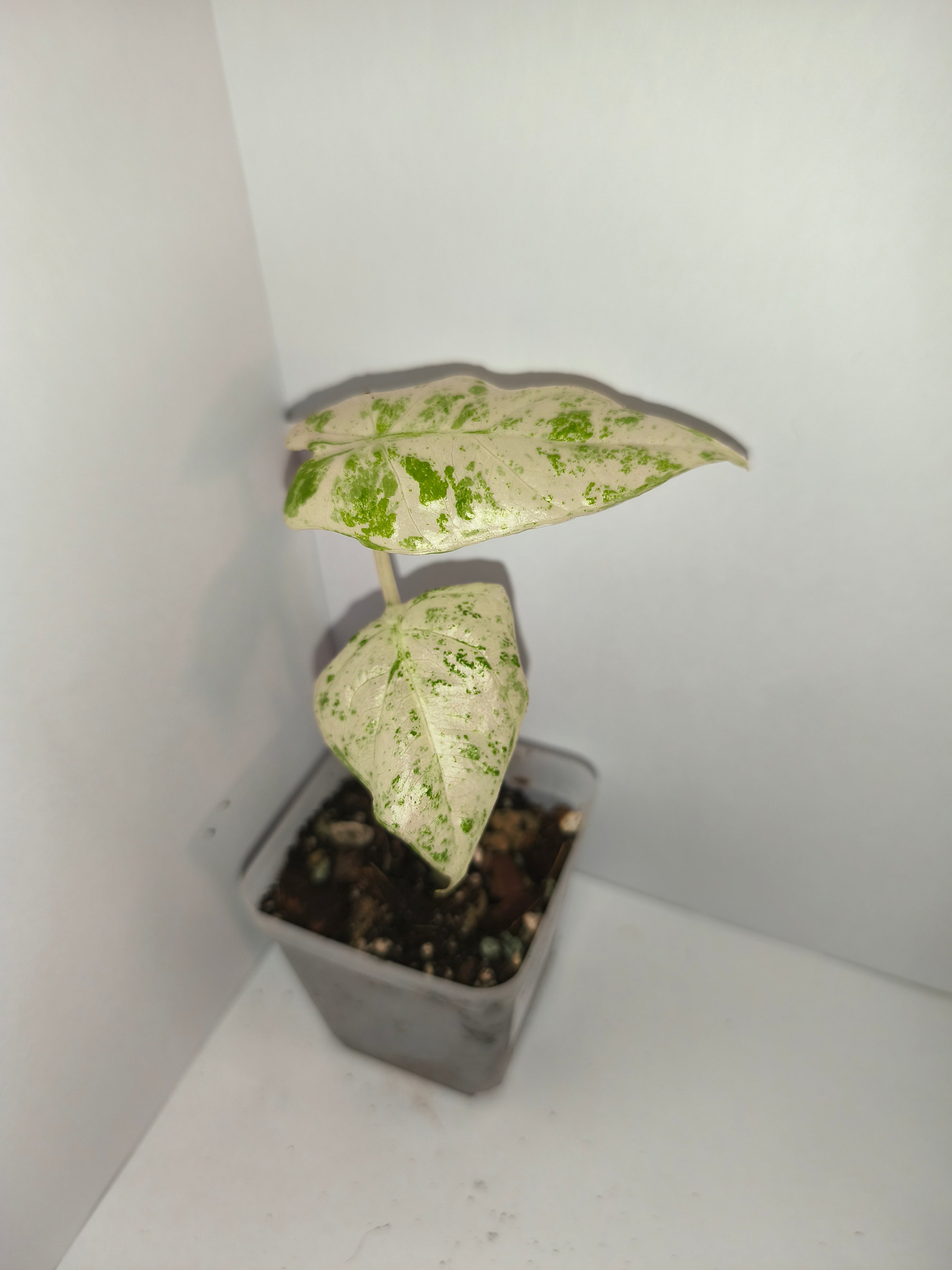 Alocasia Macrorrhiza splash #9
