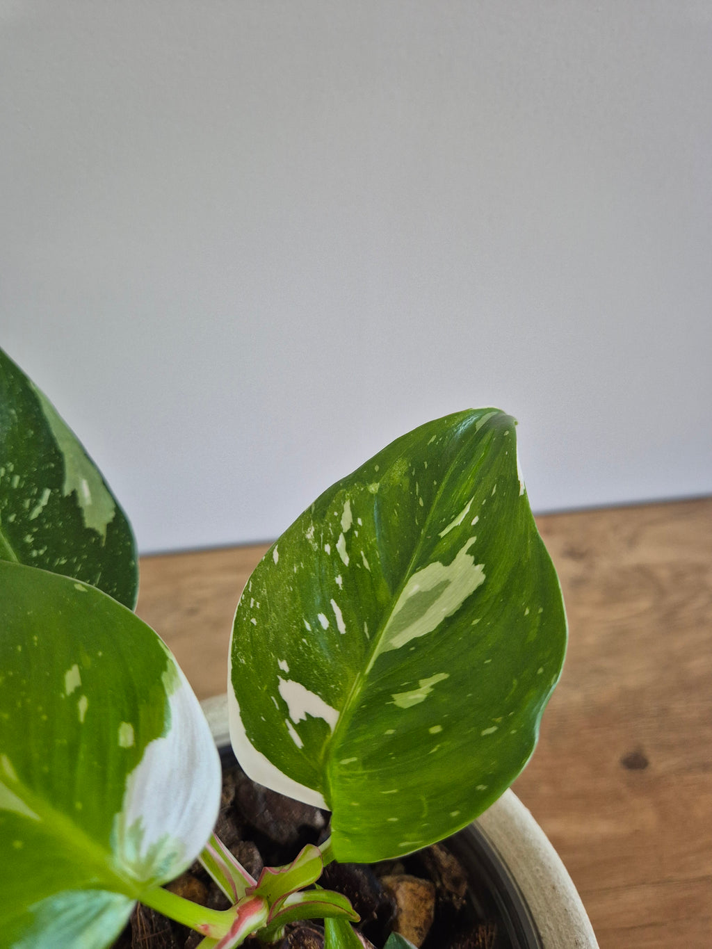Philodendron White Princess #7