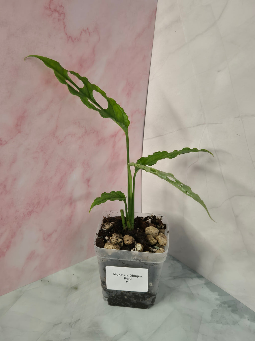 Monstera Obliqua Peru #1