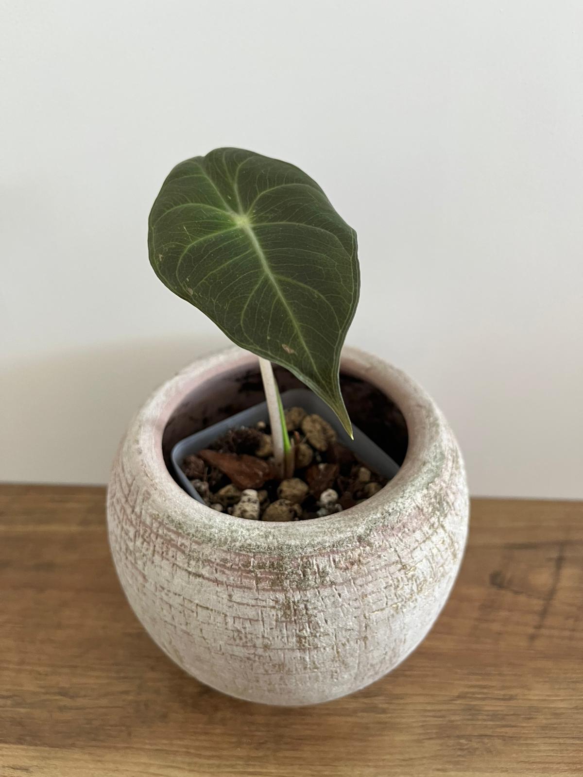 Alocasia Pink Dragon #9