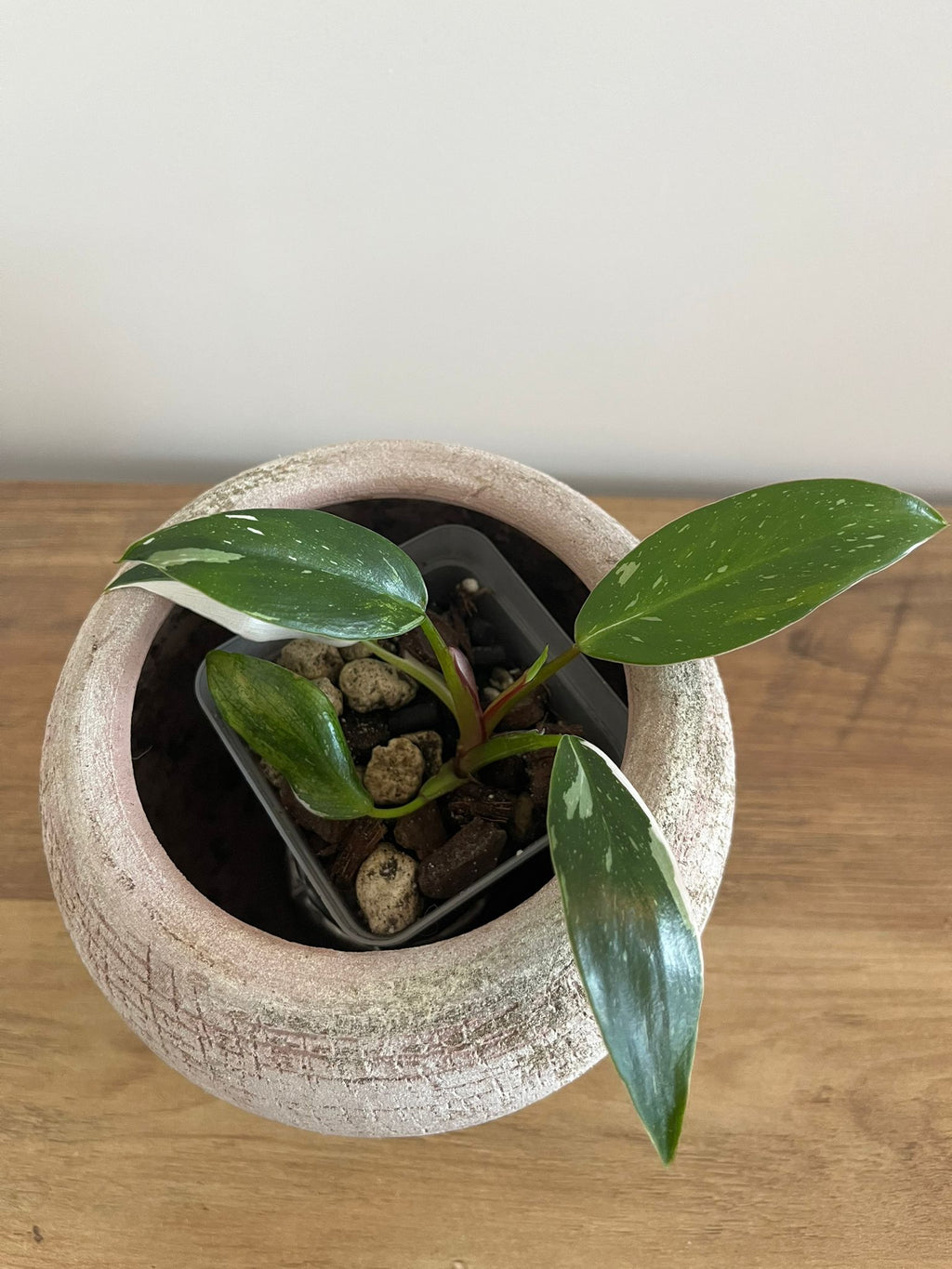 Philodendron White Princess #3