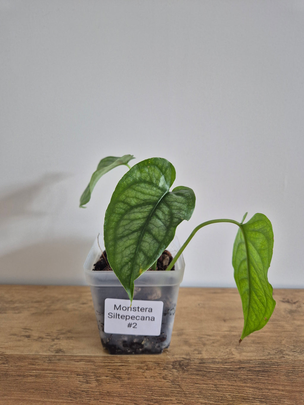 Monstera Siltepecana #2