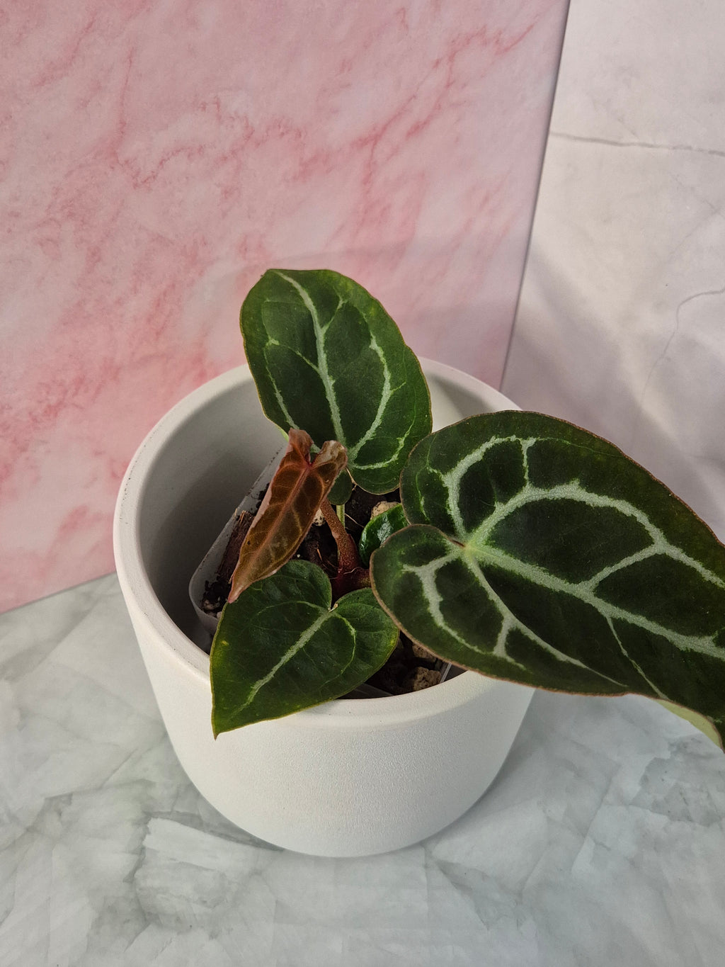 Anthurium Crystallinum x Magnificum #3