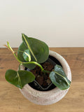 Philodendron Brasil Silver Stripe #1