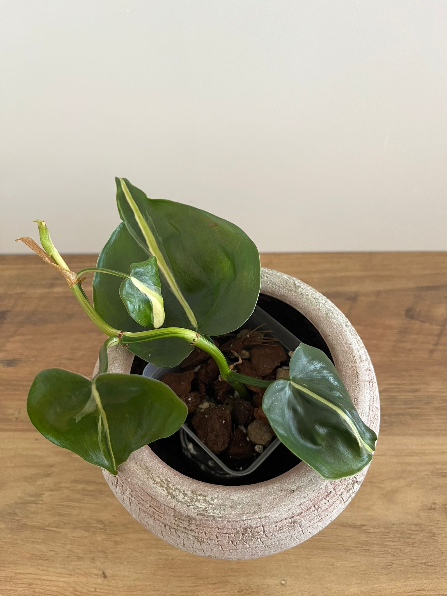 Philodendron Brasil Silver Stripe #1