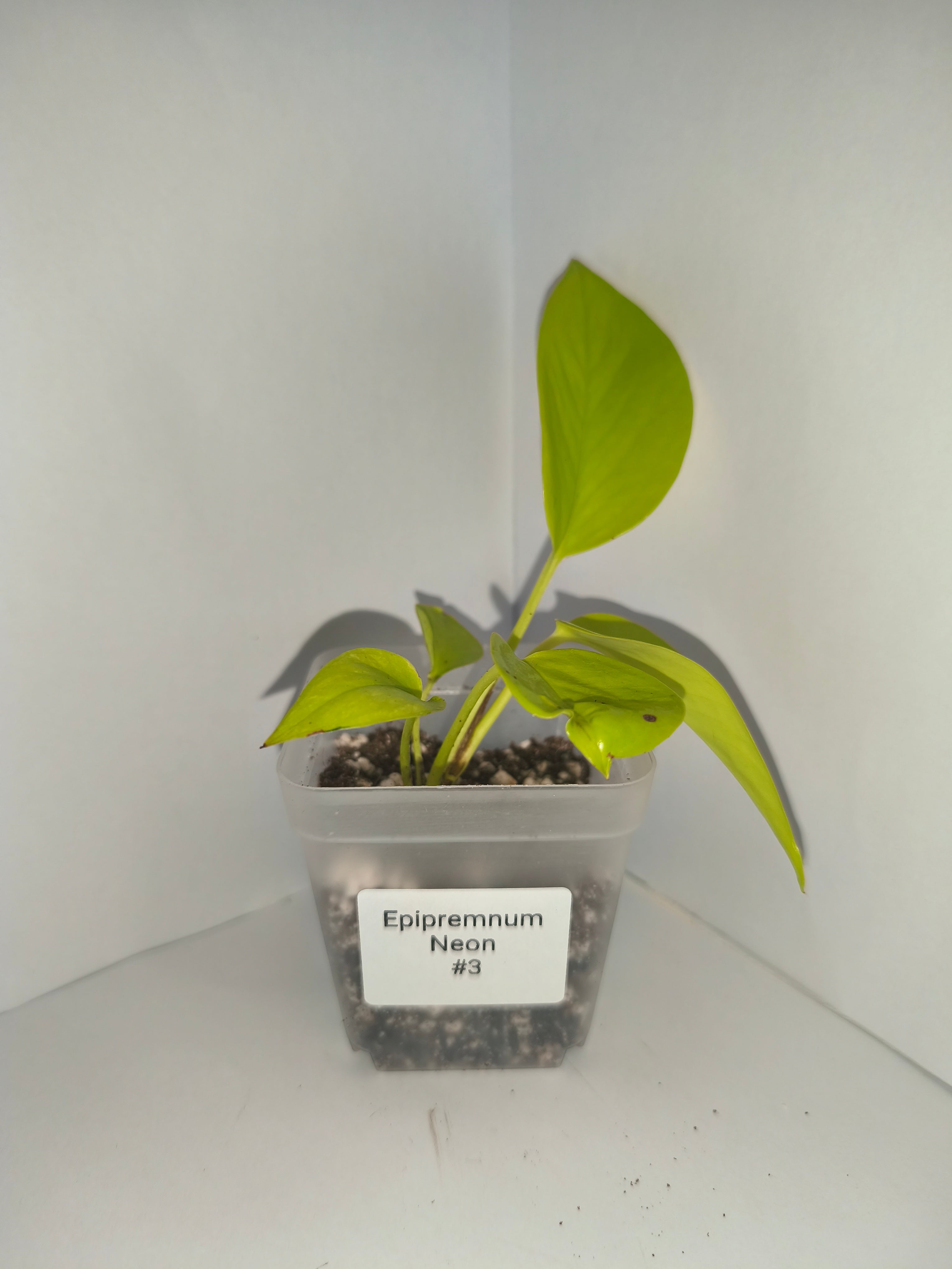 Epipremnum aureum Neon #3