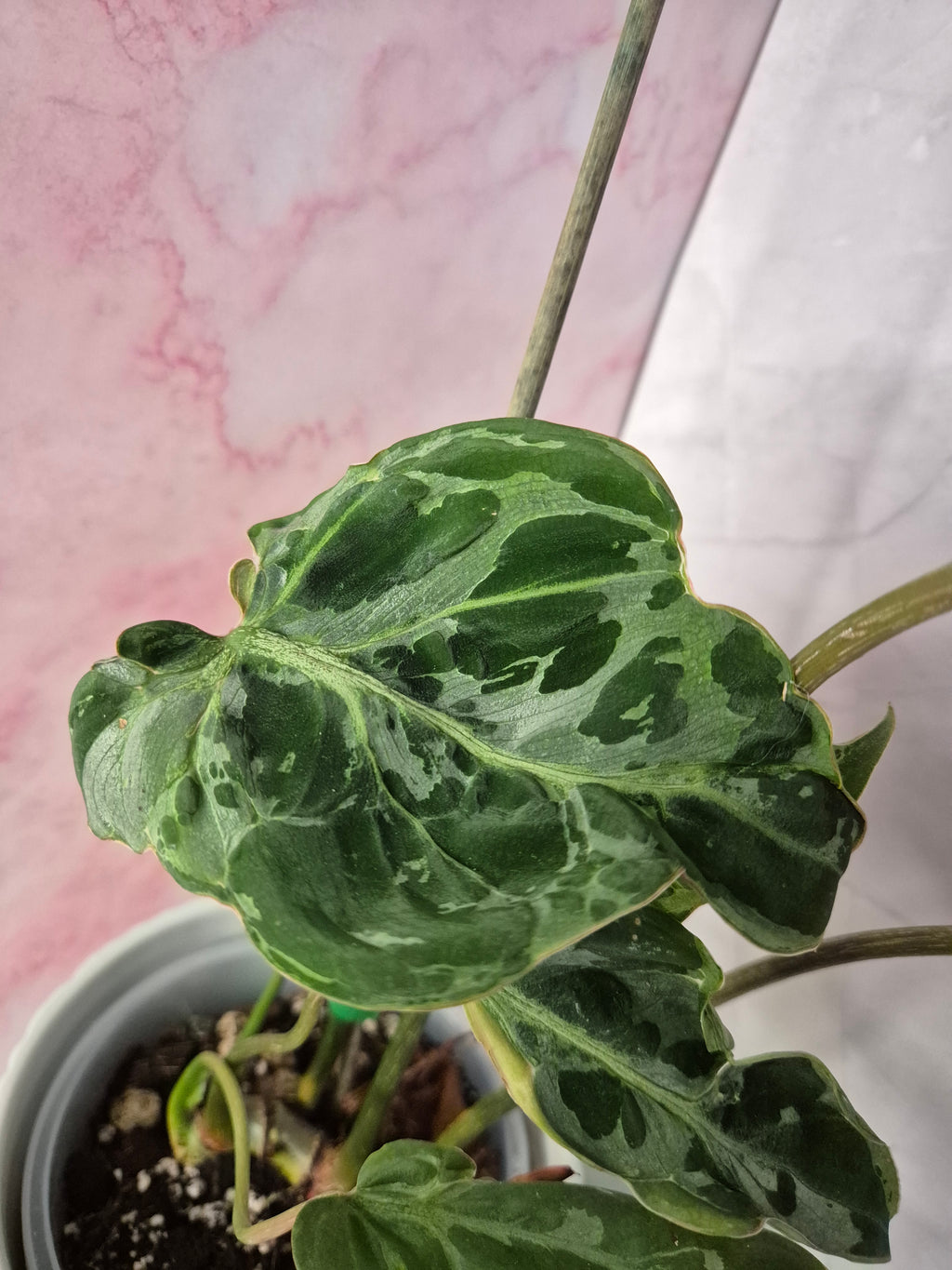 Philodendron Gloriosum Snow Leopard #2