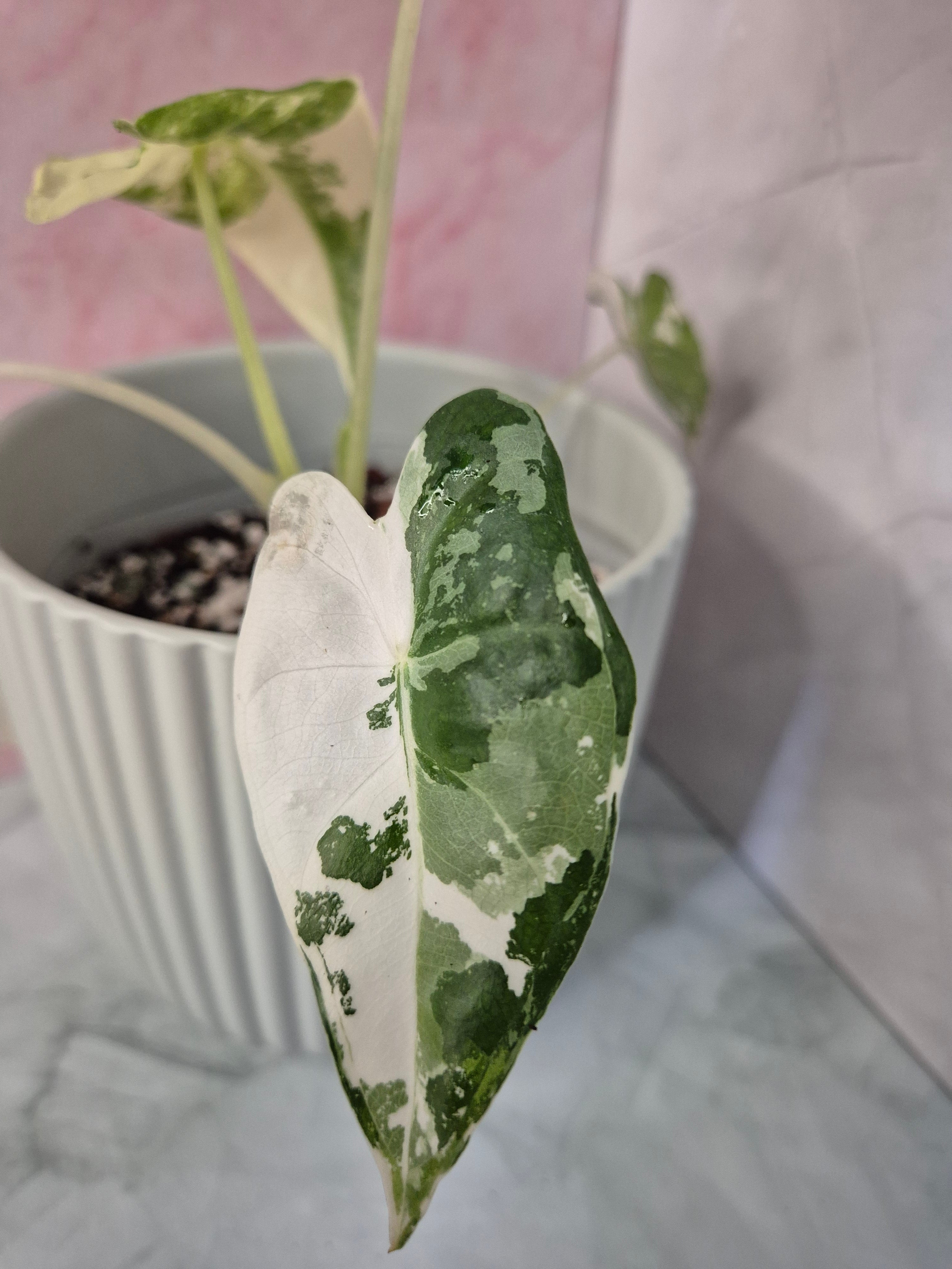 Alocasia Micholitziana Frydek Variegated #1