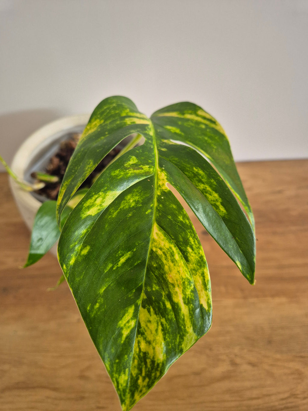 Epipremnum Pinnatum Cintho Goldfinger #4
