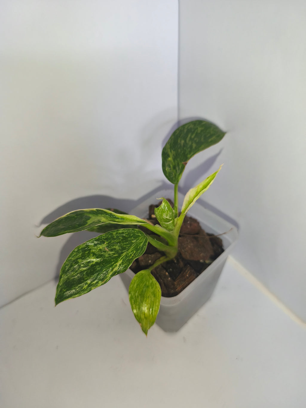Philodendron Jose Buono #2