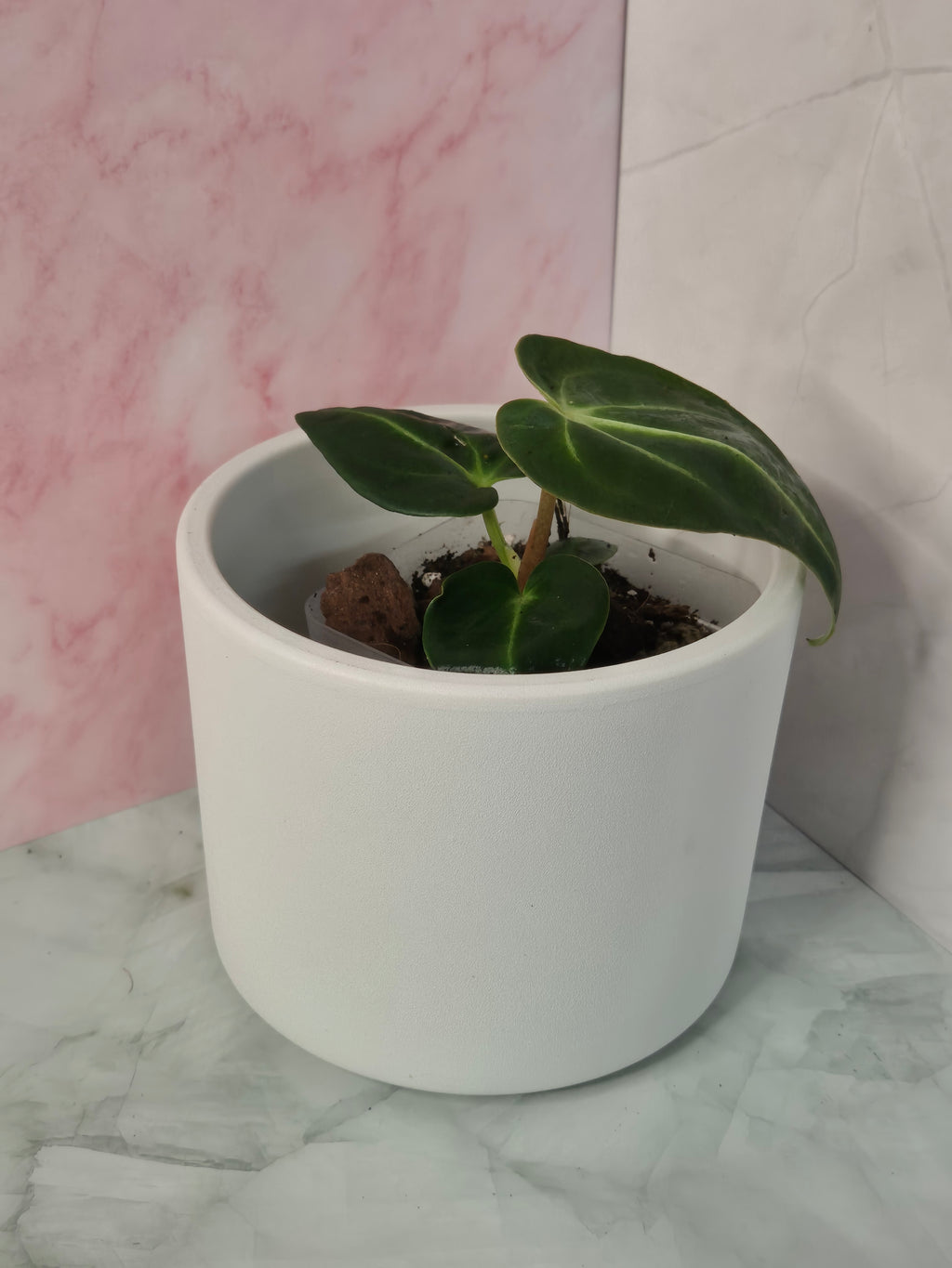 Anthurium Regale #14