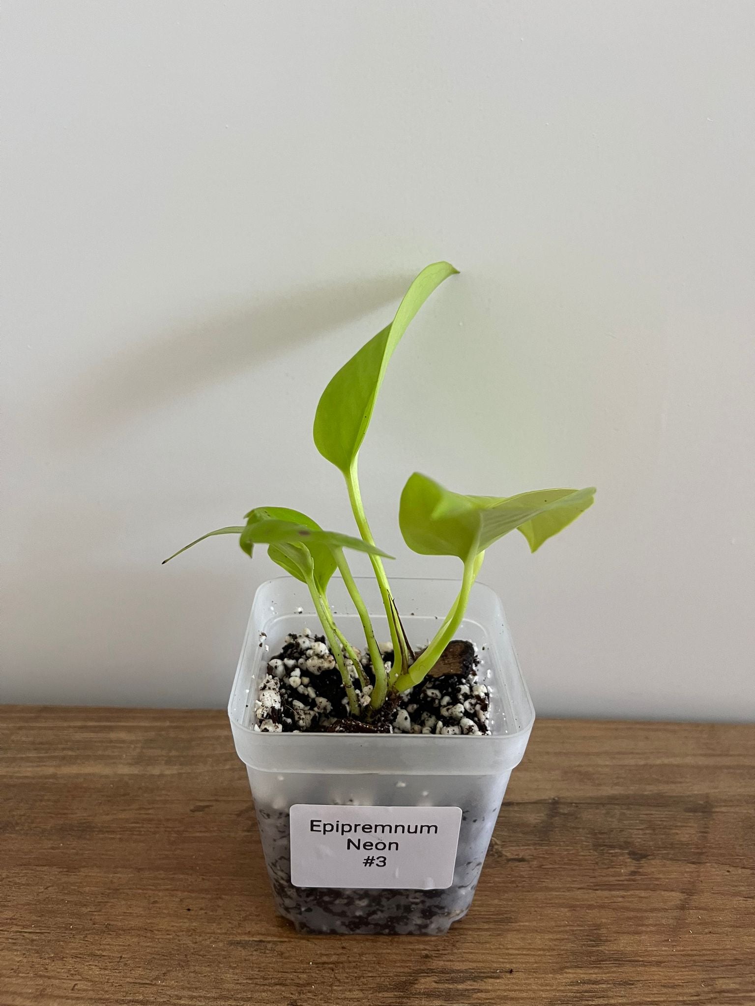 Epipremnum aureum Neon #3