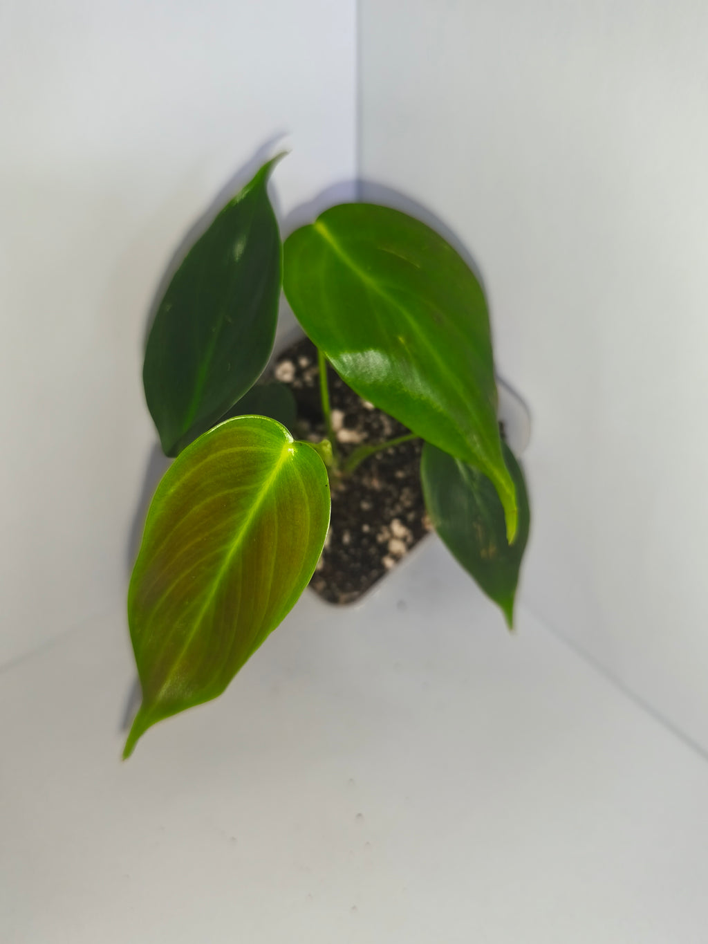 Philodendron Patriciae #3