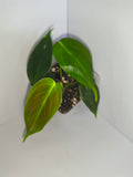 Philodendron Patriciae #3
